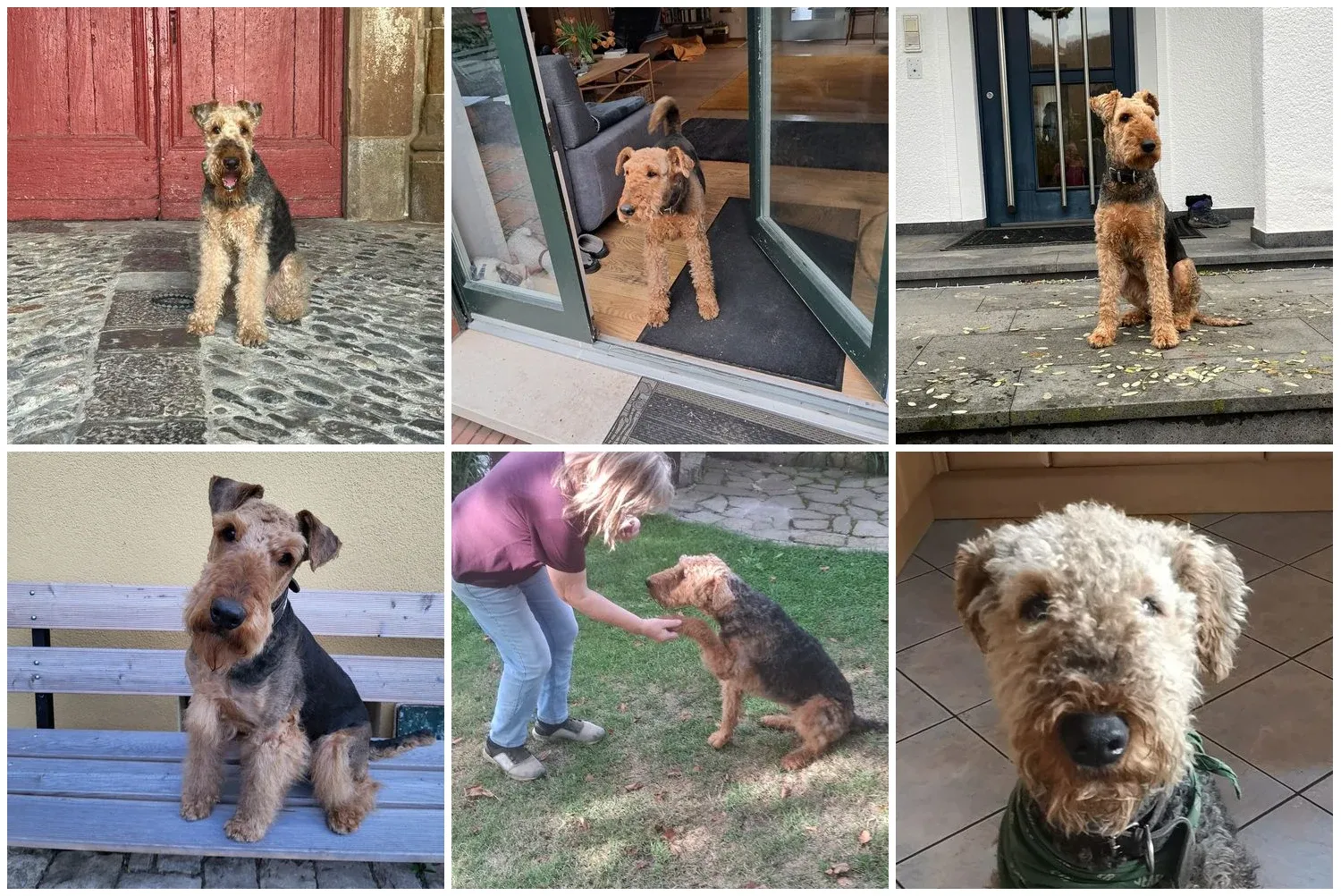 Züchter in VDH - Airedale Terrier vom Lorbas
