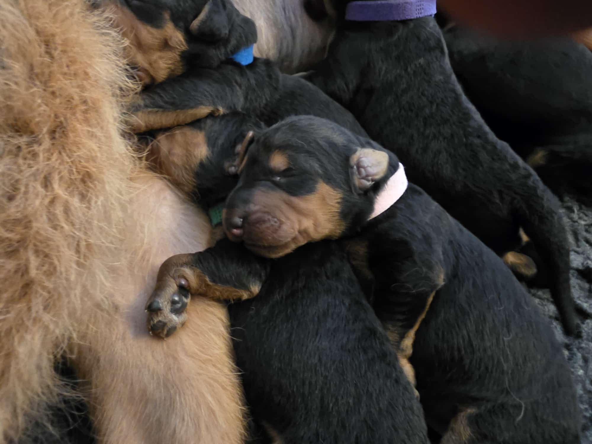 Züchter in VDH - Airedale Terrier vom Lorbas - Welpe 1 aus dem O-Wurf von Jamila, 13.09.2026