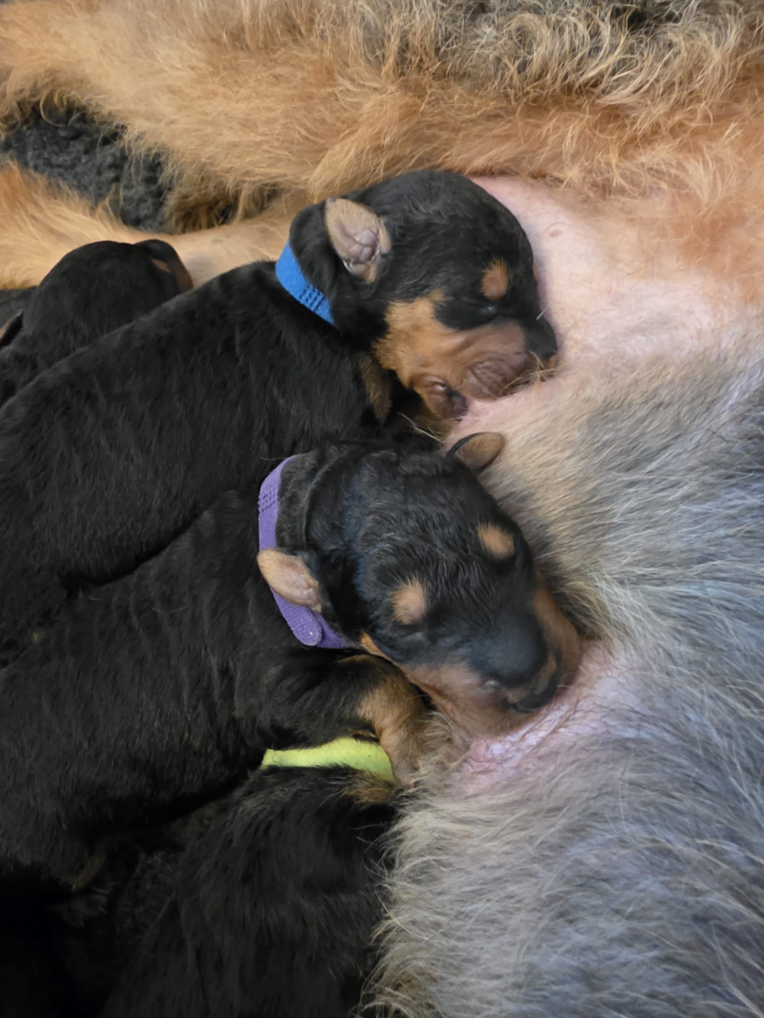Züchter in VDH - Airedale Terrier vom Lorbas - Welpe 2 aus dem O-Wurf von Jamila, 13.09.2026