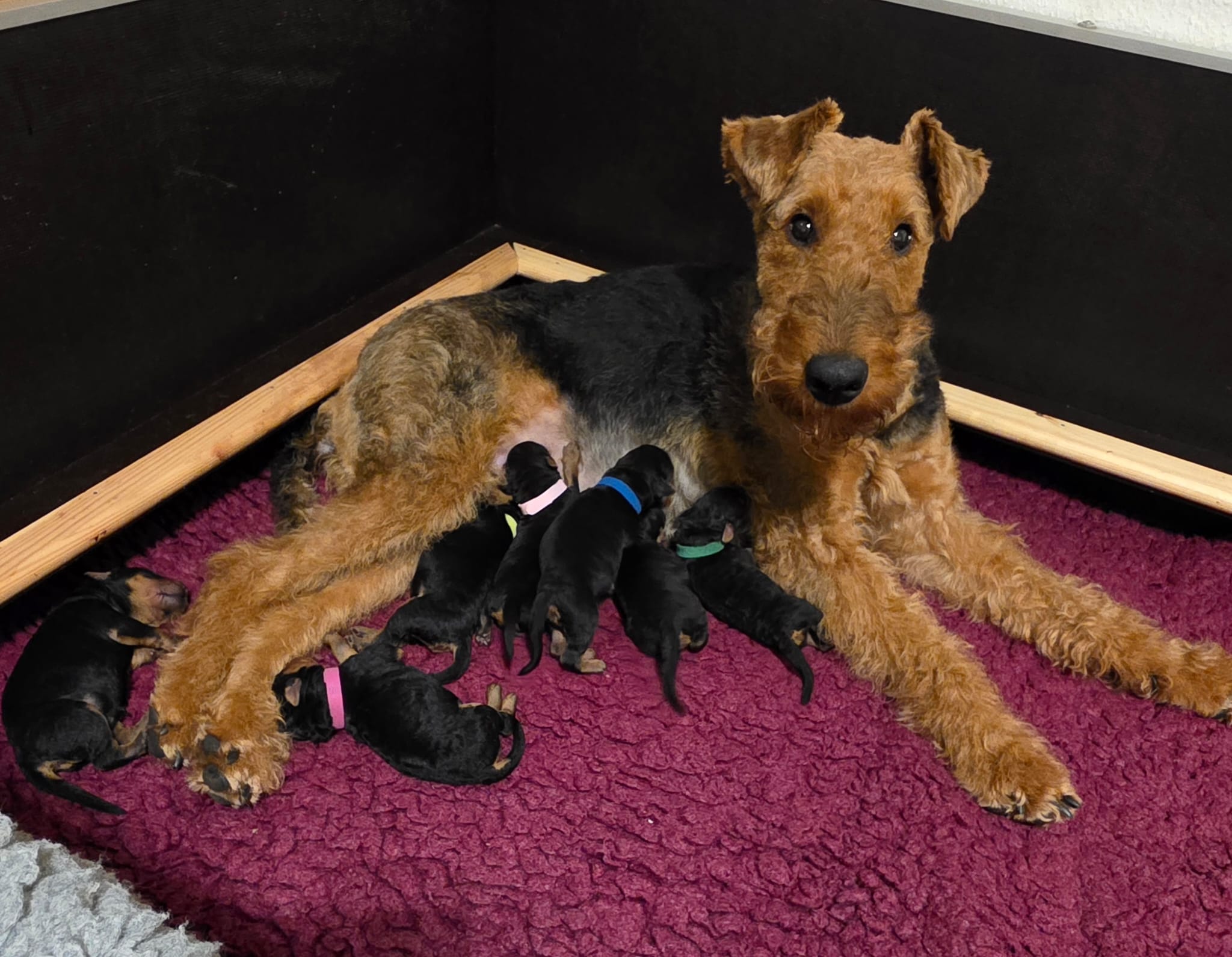 Züchter in VDH - Airedale Terrier vom Lorbas - Welpe 3 aus dem O-Wurf von Jamila, 13.09.2026