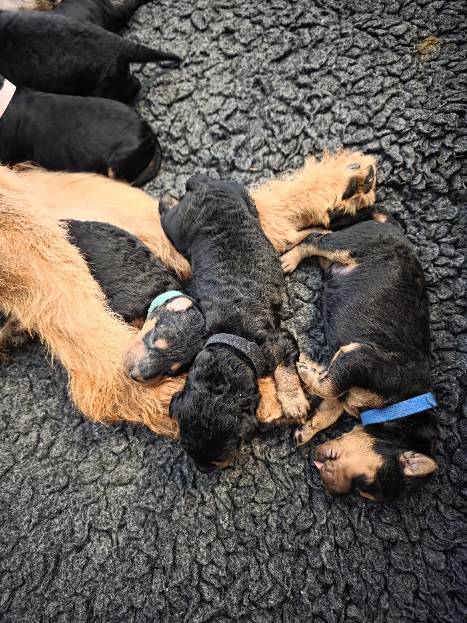 Züchter in VDH - Airedale Terrier vom Lorbas - Welpe 4 aus dem O-Wurf von Jamila, 13.09.2026