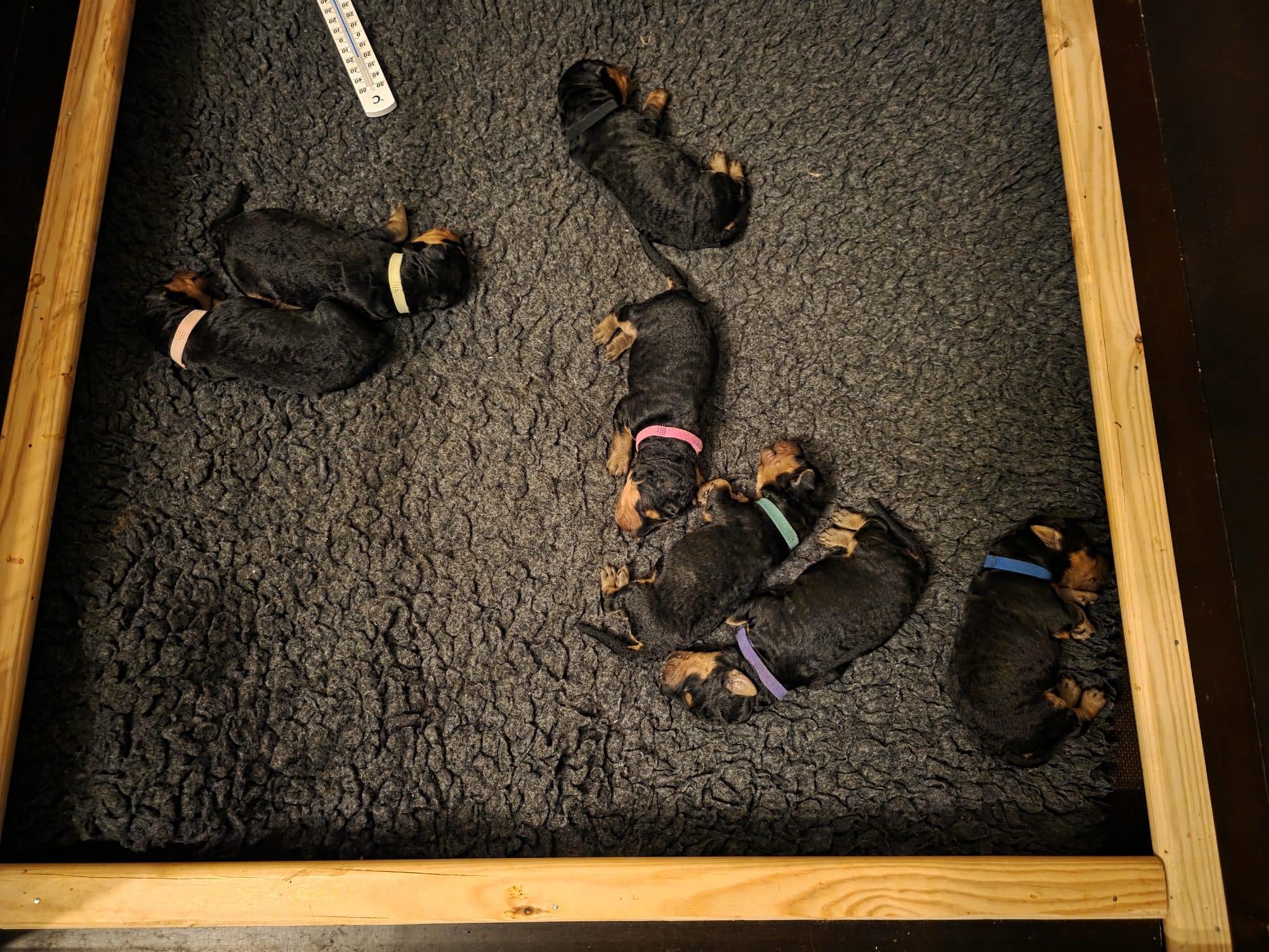 Züchter in VDH - Airedale Terrier vom Lorbas - Welpe 5 aus dem O-Wurf von Jamila, 13.09.2026