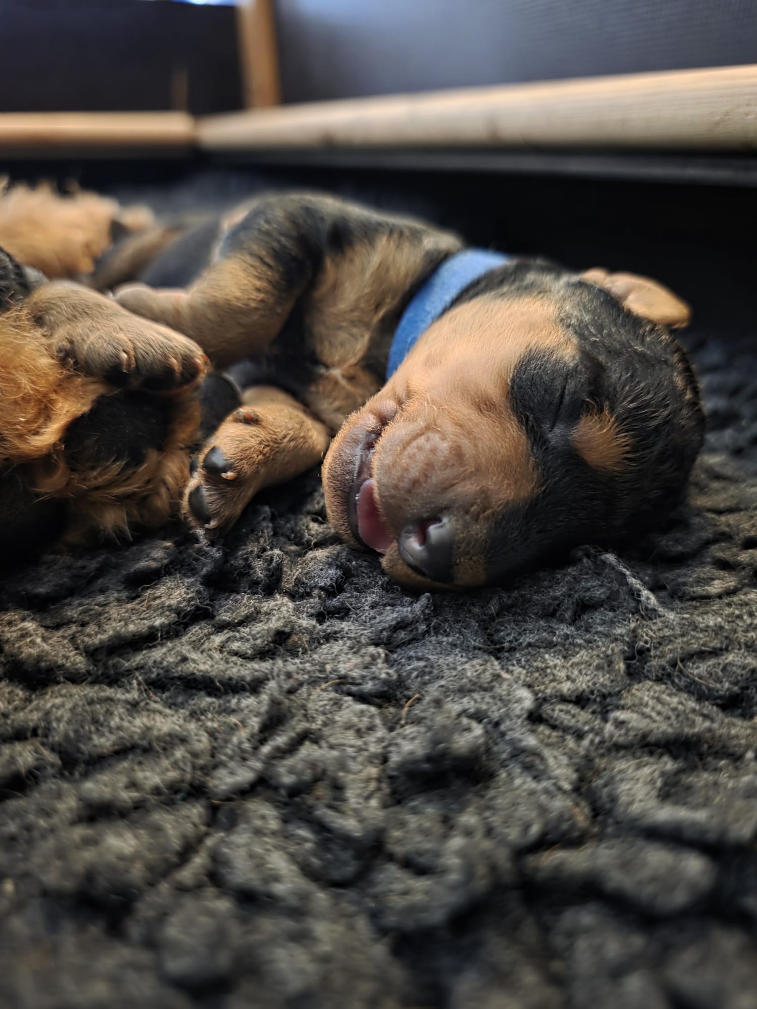 Züchter in VDH - Airedale Terrier vom Lorbas - Welpe 6 aus dem O-Wurf von Jamila, 13.09.2026
