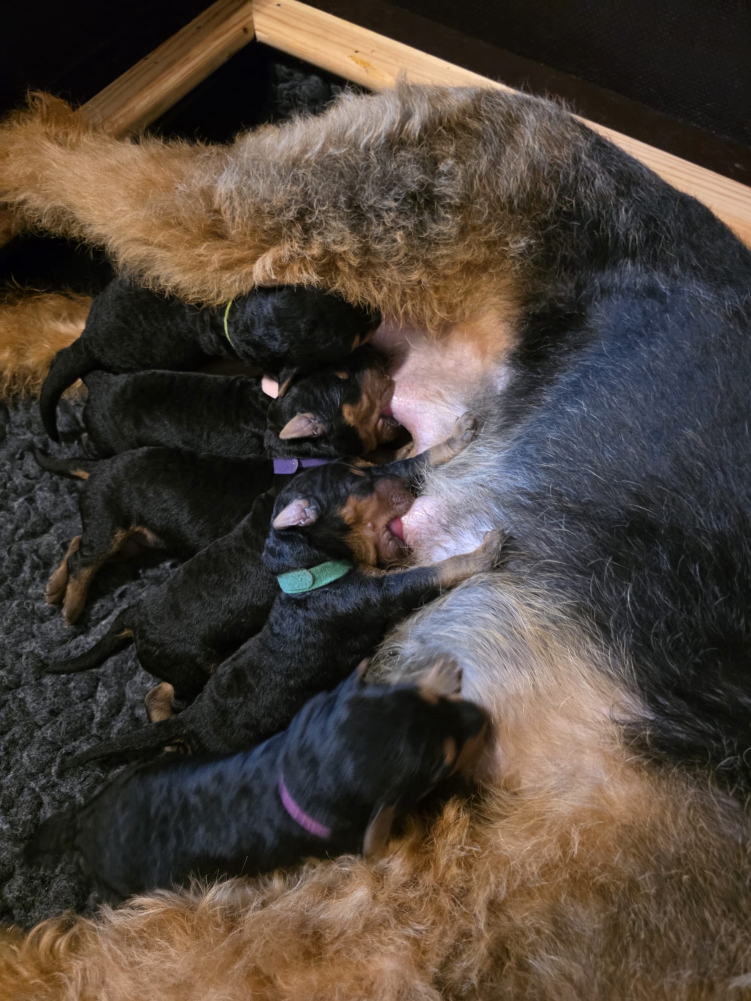 Züchter in VDH - Airedale Terrier vom Lorbas - Welpe 7 aus dem O-Wurf von Jamila, 13.09.2026