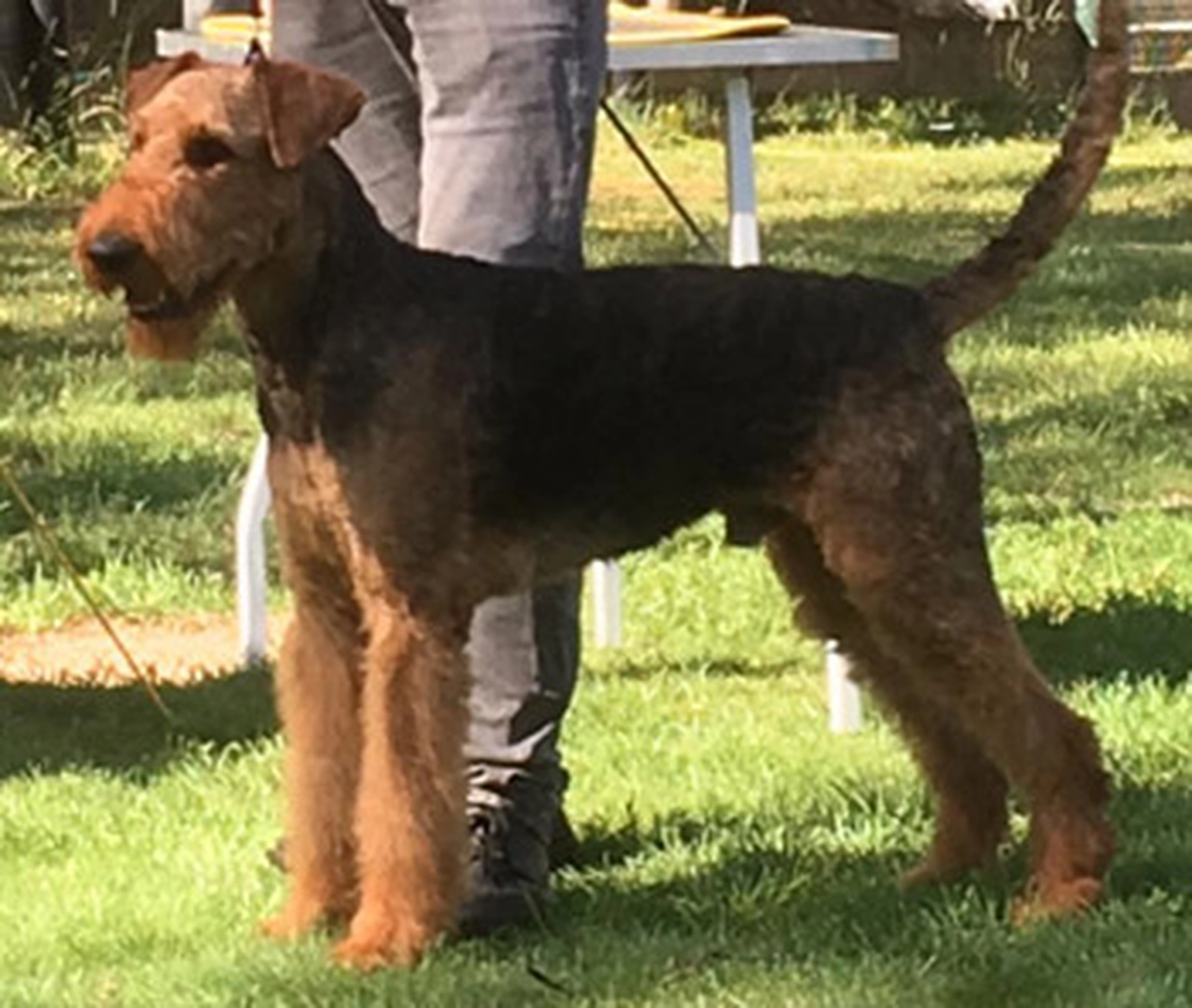 Züchter in VDH - Airedale Terrier vom Lorbas - Hrubesch vom Lorbas