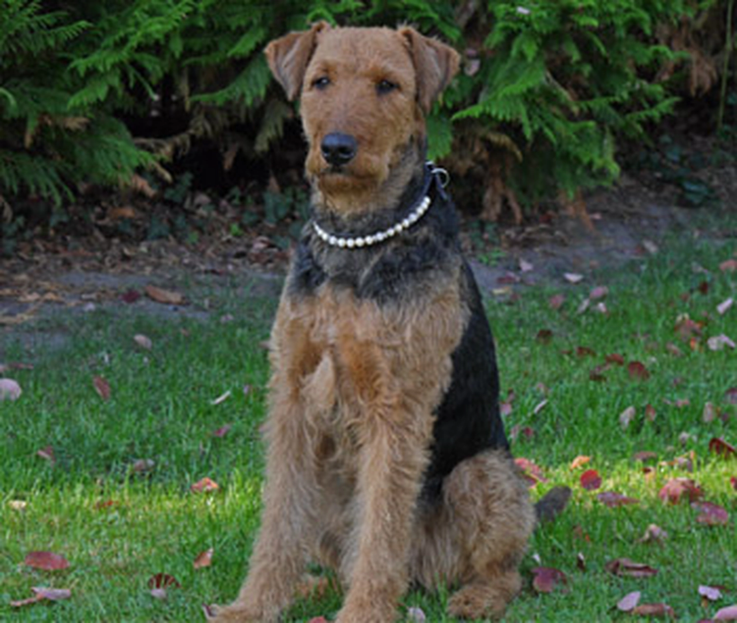 Züchter in VDH - Airedale Terrier vom Lorbas - Eldar vom Lorbas