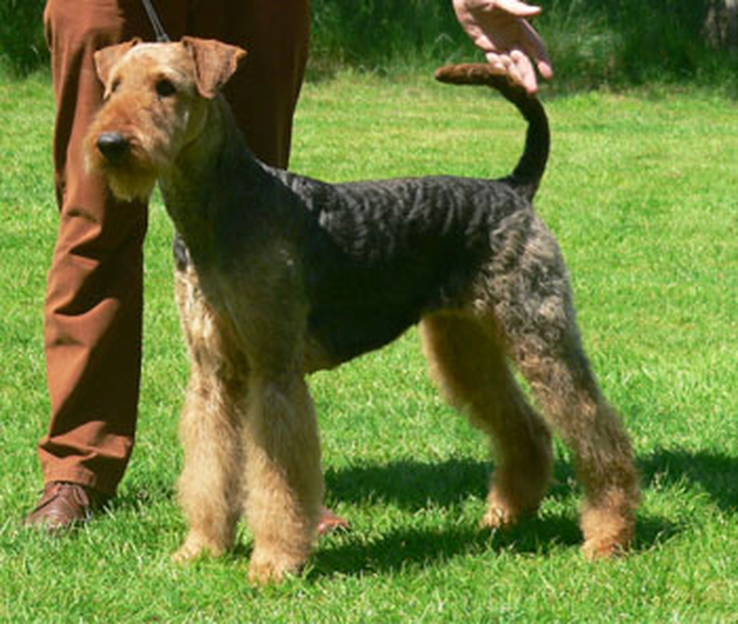 Züchter in VDH - Airedale Terrier vom Lorbas - Bridget vom Lorbas
