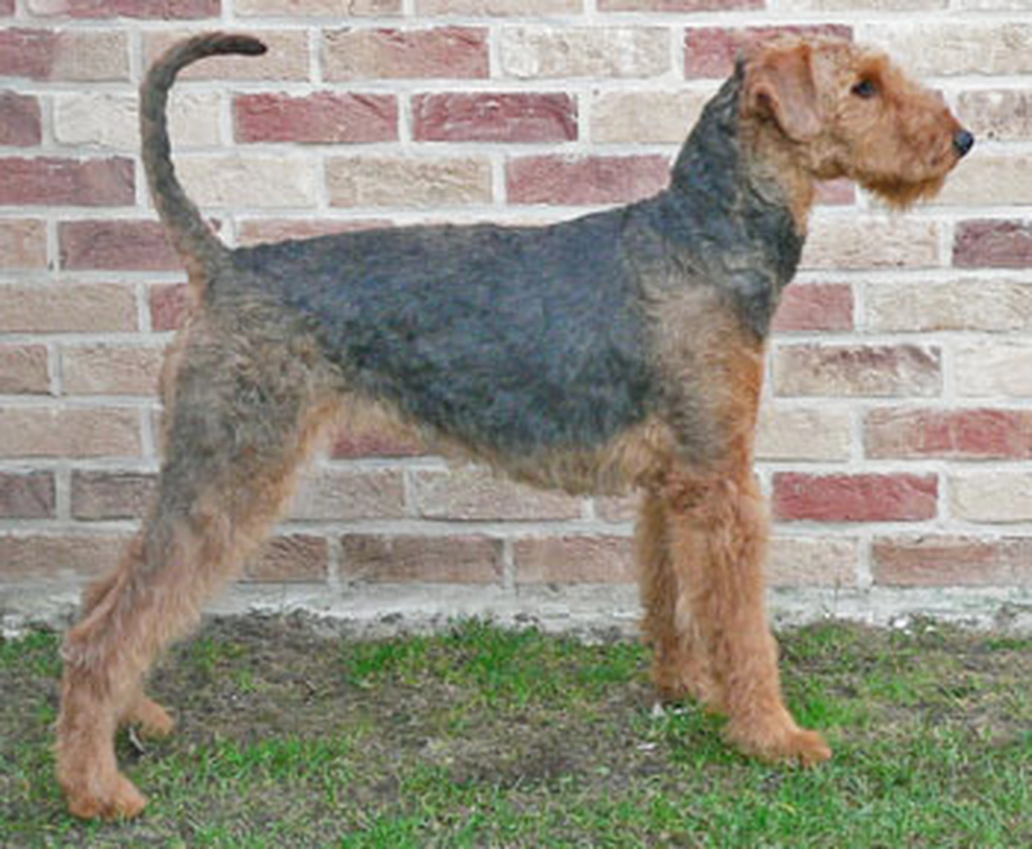 Züchter in VDH - Airedale Terrier vom Lorbas - Yessi vom Riesenhof