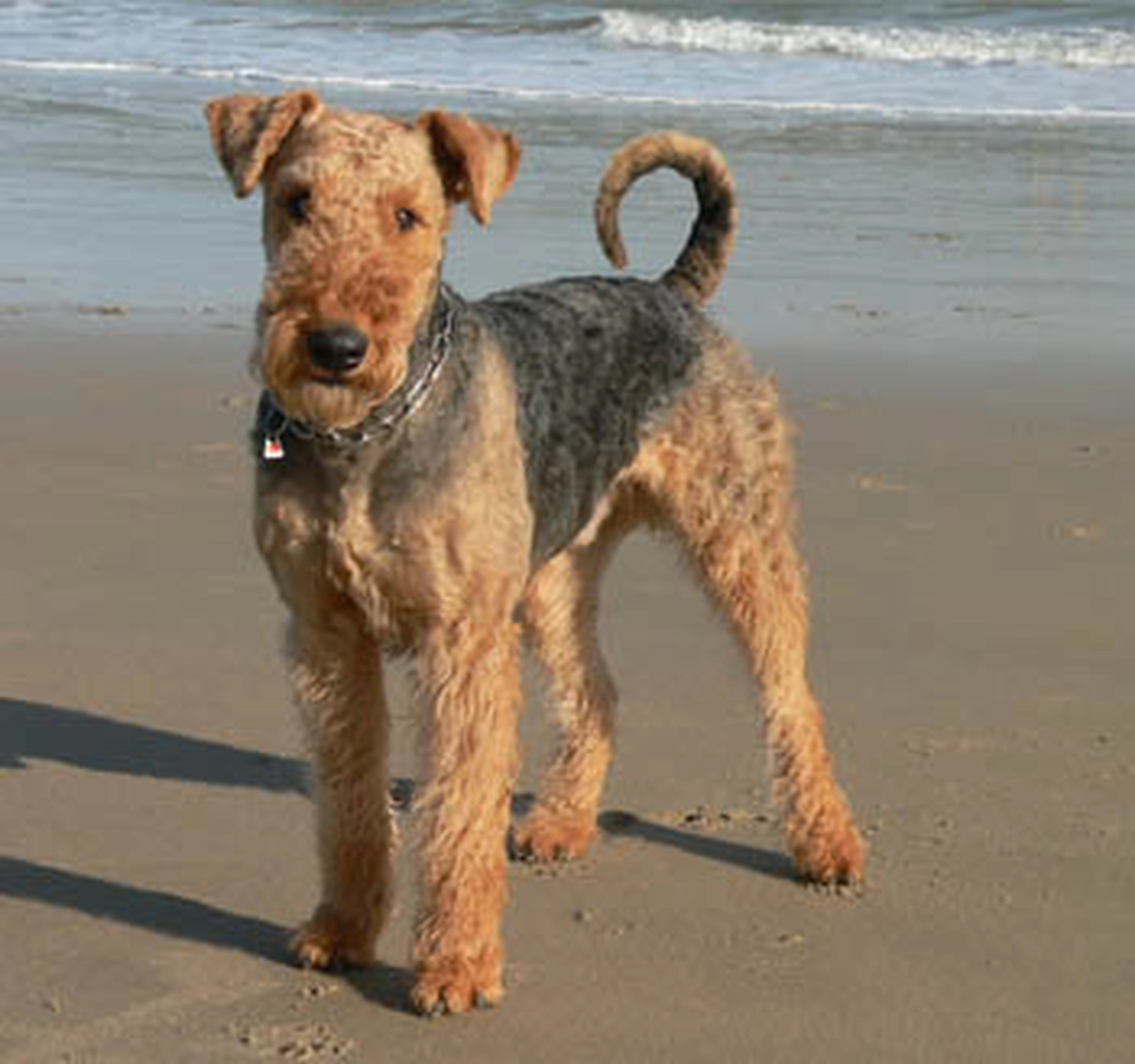 Züchter in VDH - Airedale Terrier vom Lorbas - Goliath von der Christinenheide
