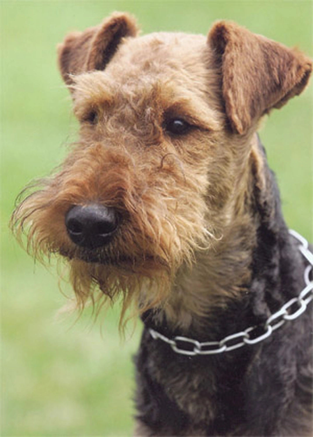 Züchter in VDH - Airedale Terrier vom Lorbas - Royal Workers Djarfur