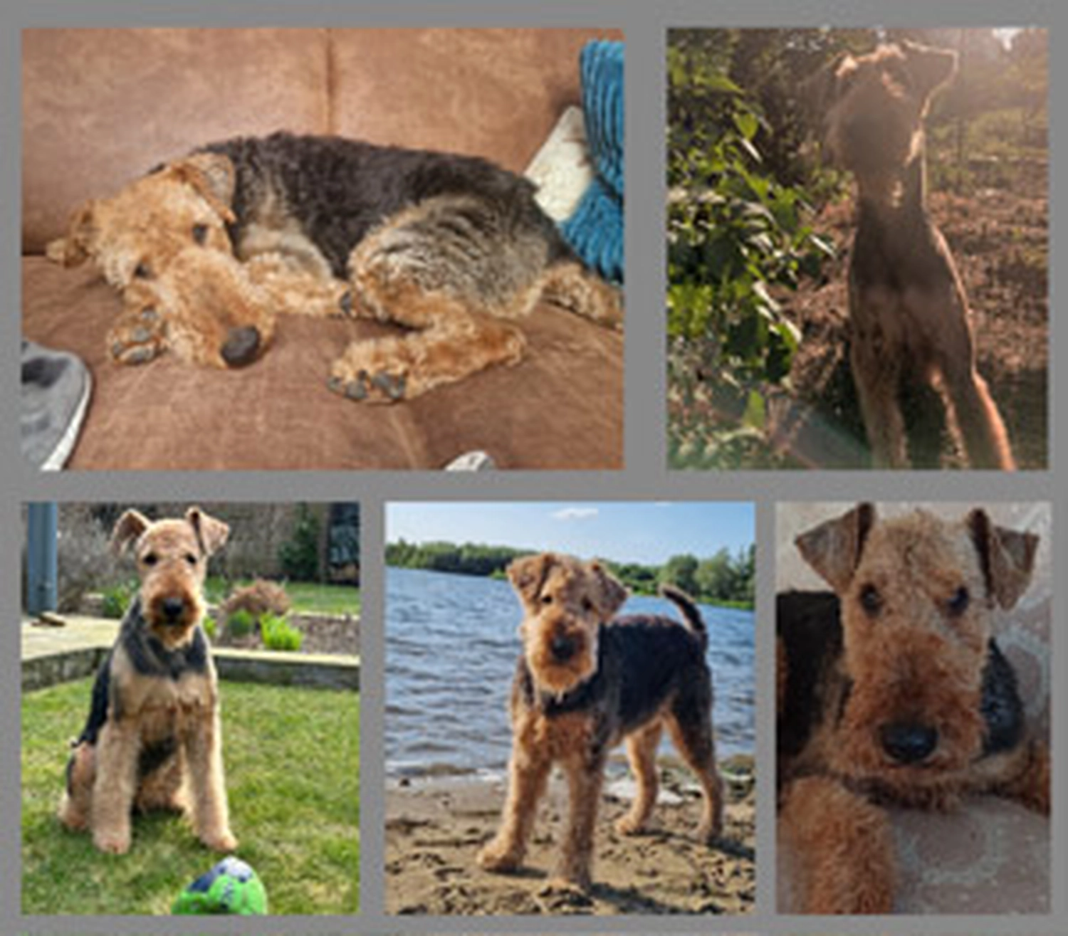 Züchter in VDH - Airedale Terrier vom Lorbas 
