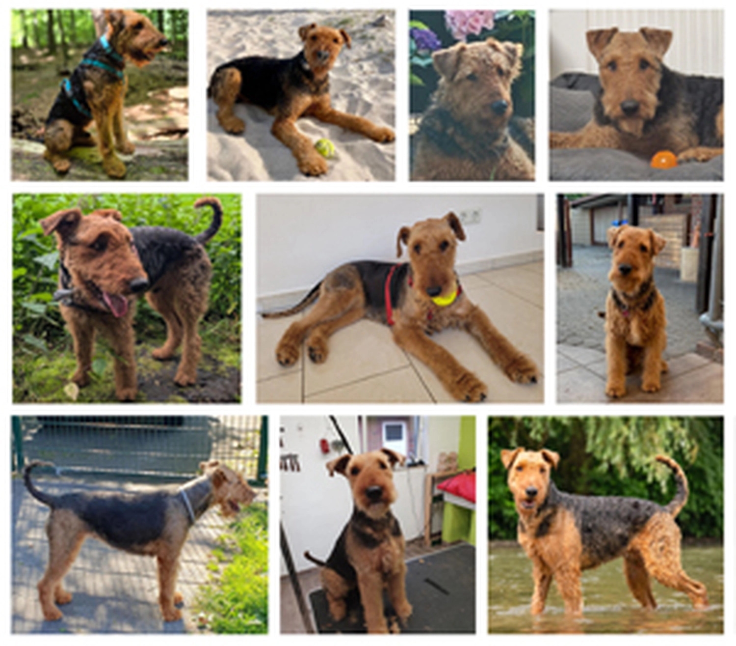 Züchter in VDH - Airedale Terrier vom Lorbas 
