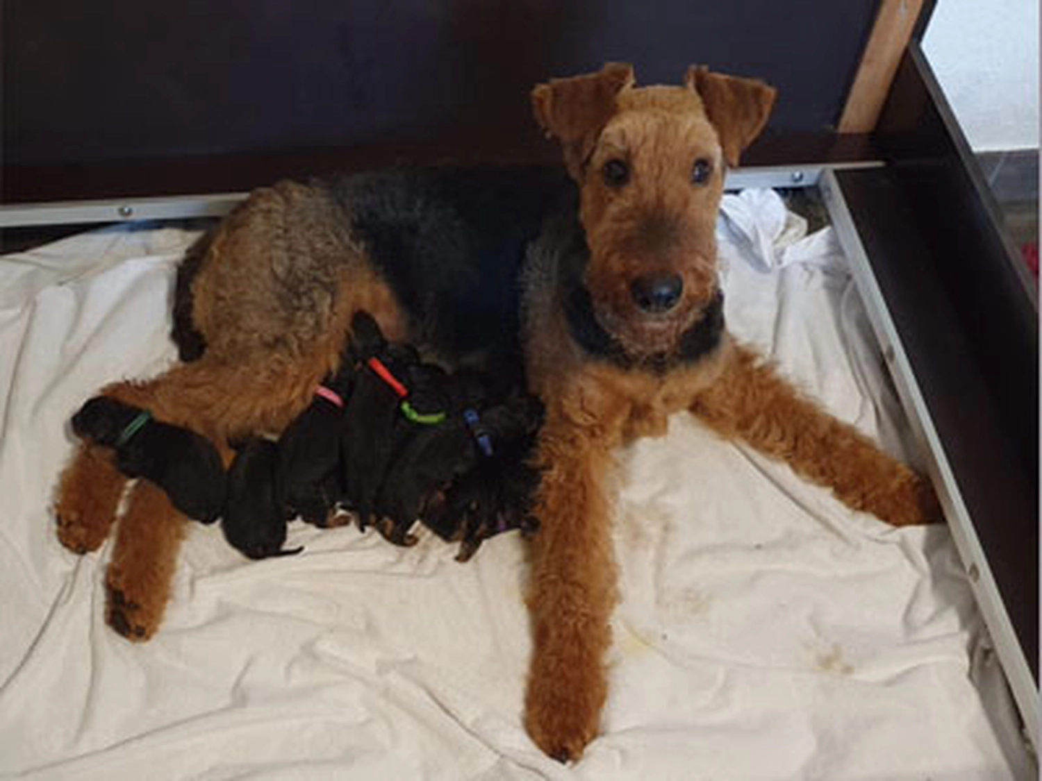 Züchter in VDH - Airedale Terrier vom Lorbas 