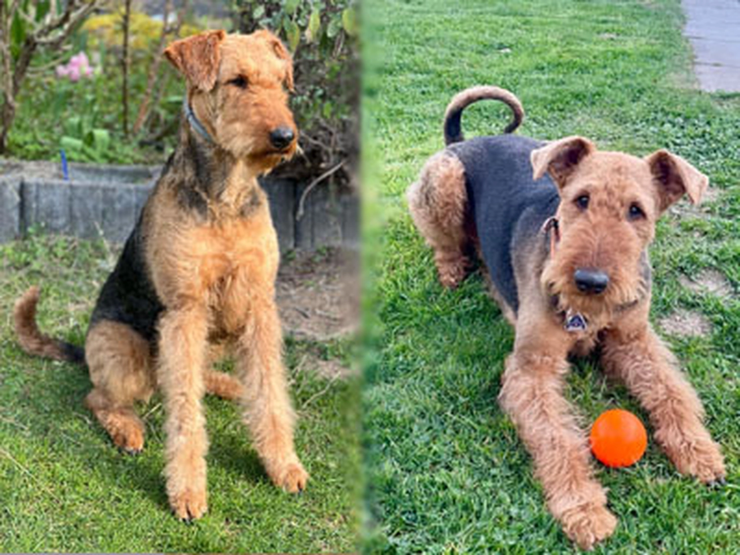 Züchter in VDH - Airedale Terrier vom Lorbas 
