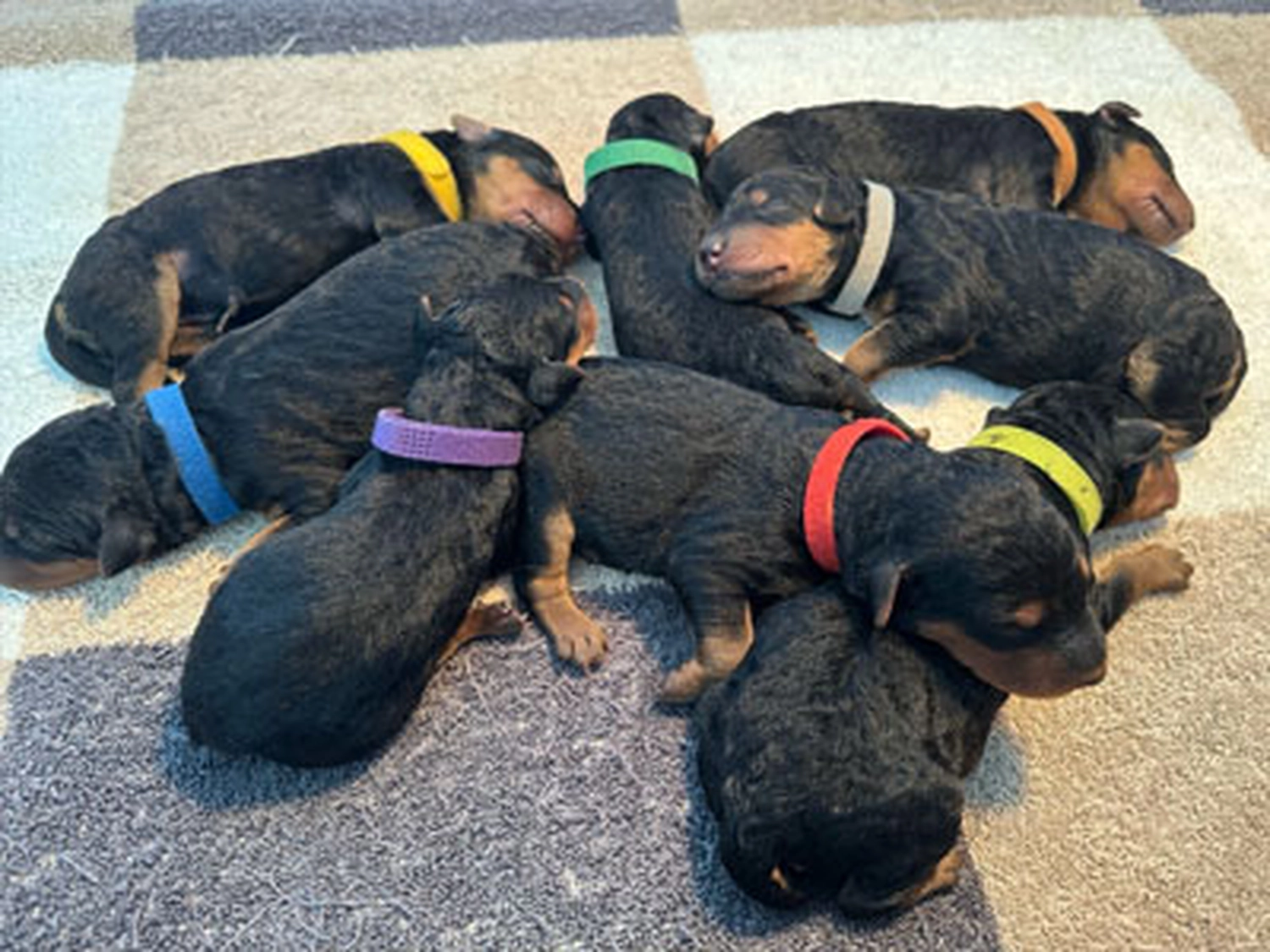 Züchter in VDH - Airedale Terrier vom Lorbas 