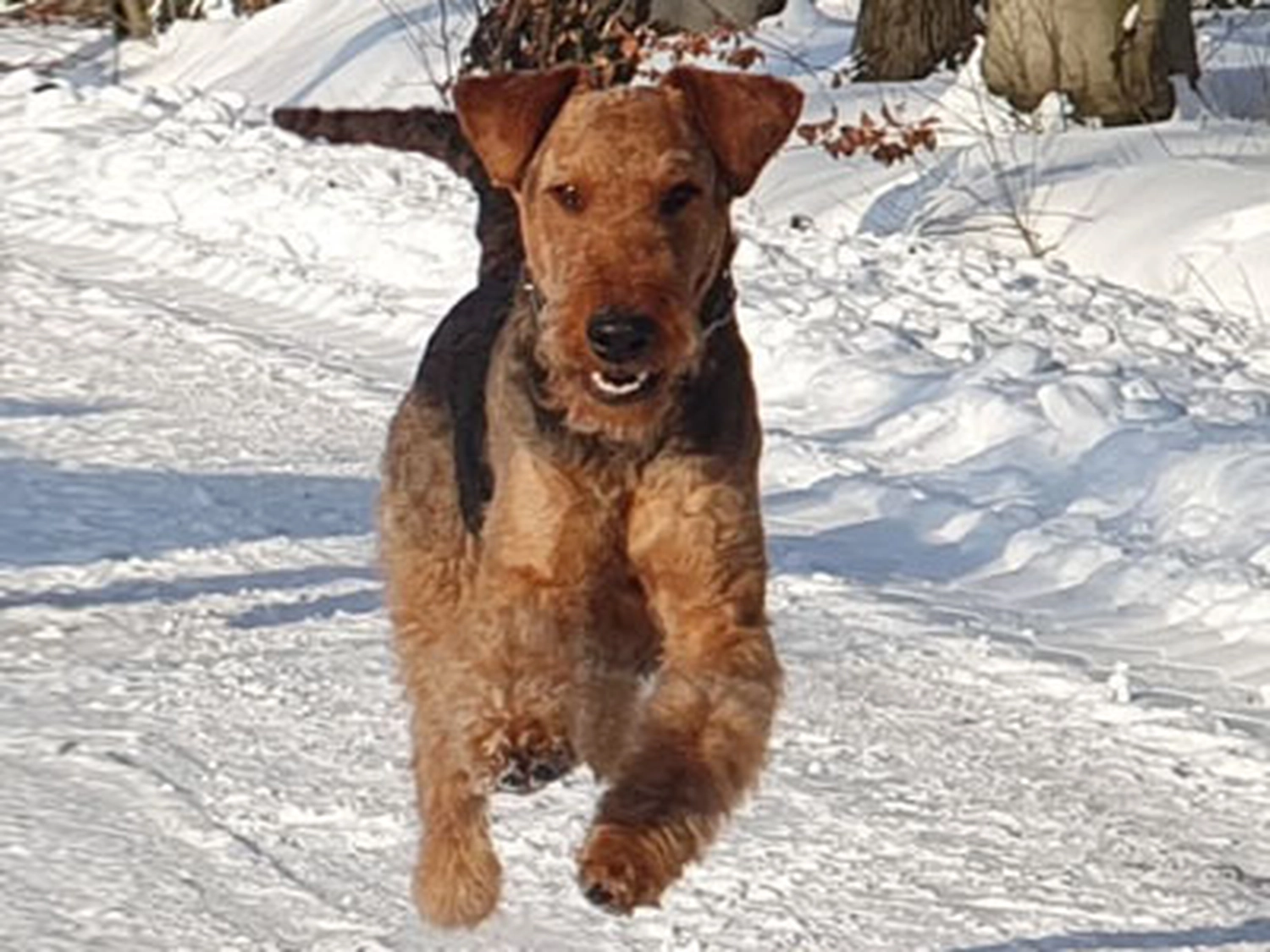 Züchter in VDH - Airedale Terrier vom Lorbas 