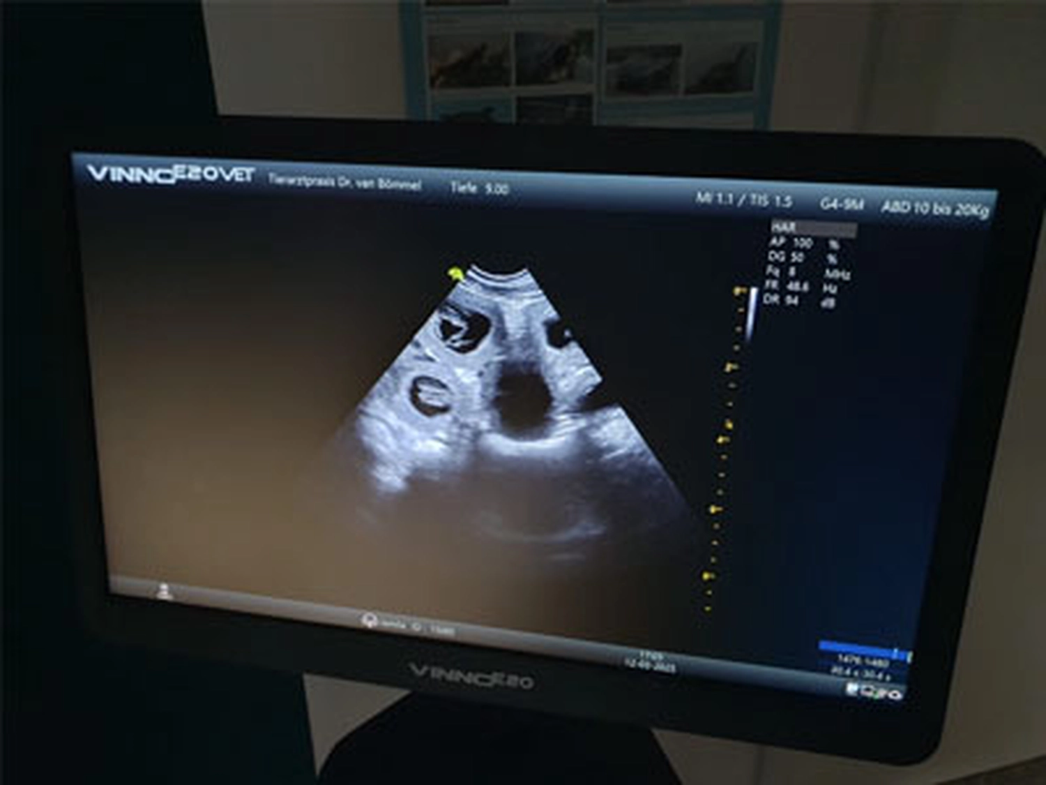 Züchter in VDH - Airedale Terrier vom Lorbas 