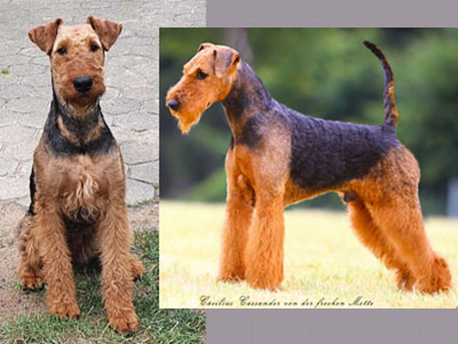 Züchter in VDH - Airedale Terrier vom Lorbas 