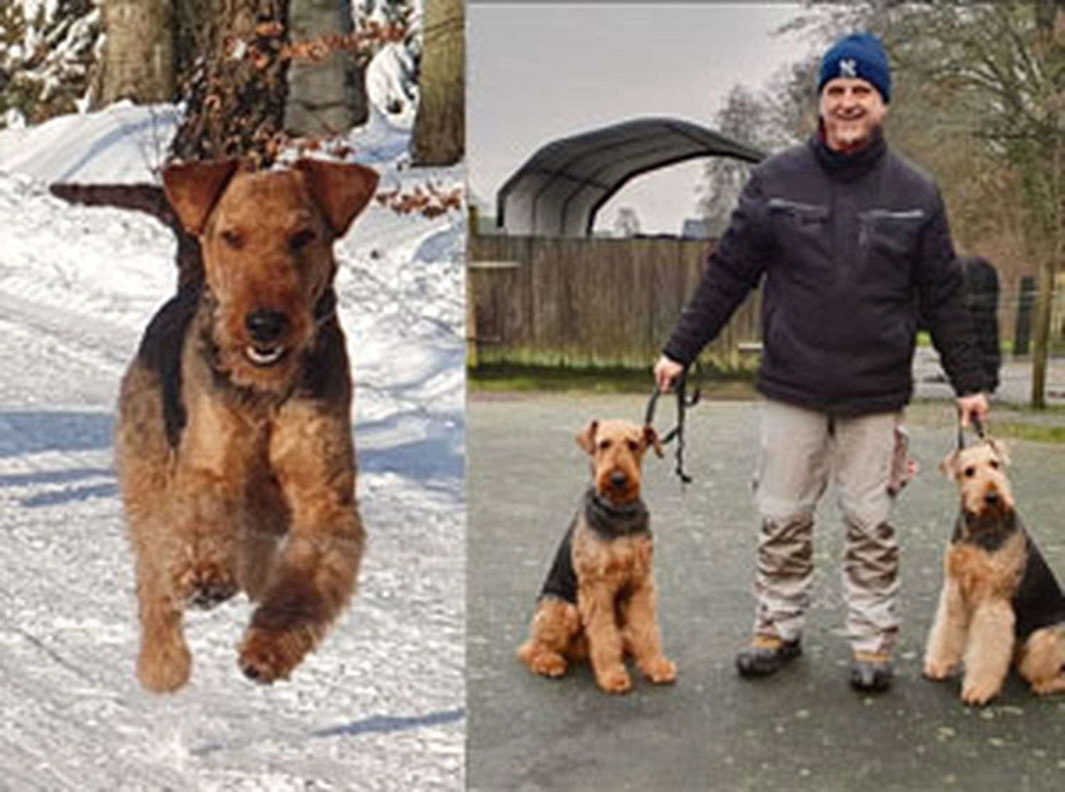 Züchter in VDH - Airedale Terrier vom Lorbas 