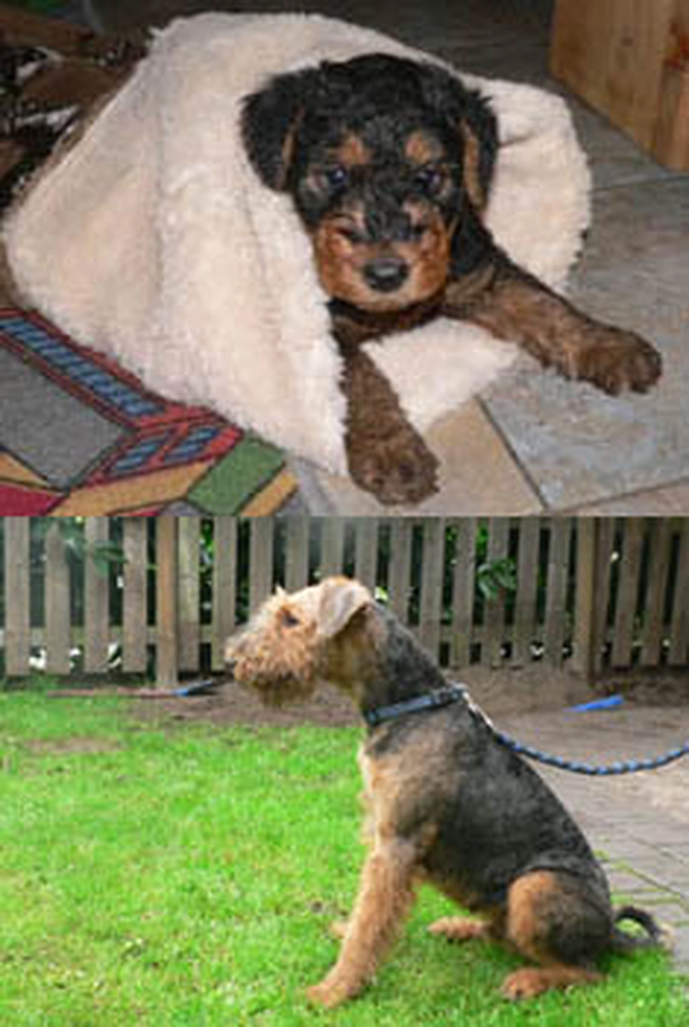 Züchter in VDH - Airedale Terrier vom Lorbas - A-Wurf