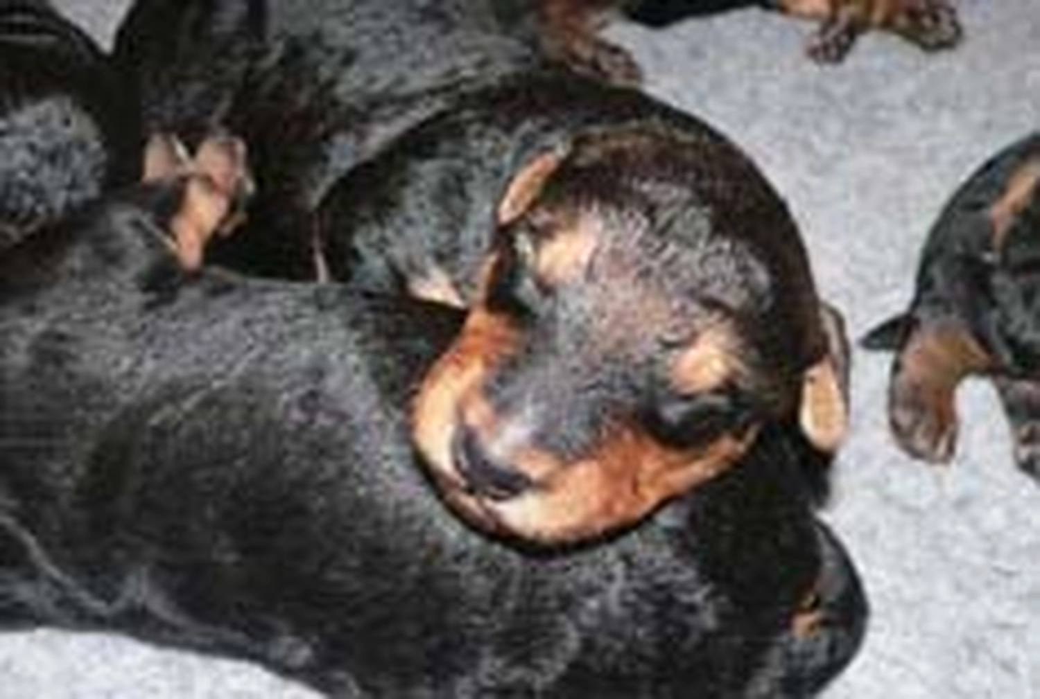 Züchter in VDH - Airedale Terrier vom Lorbas - B-Wurf 