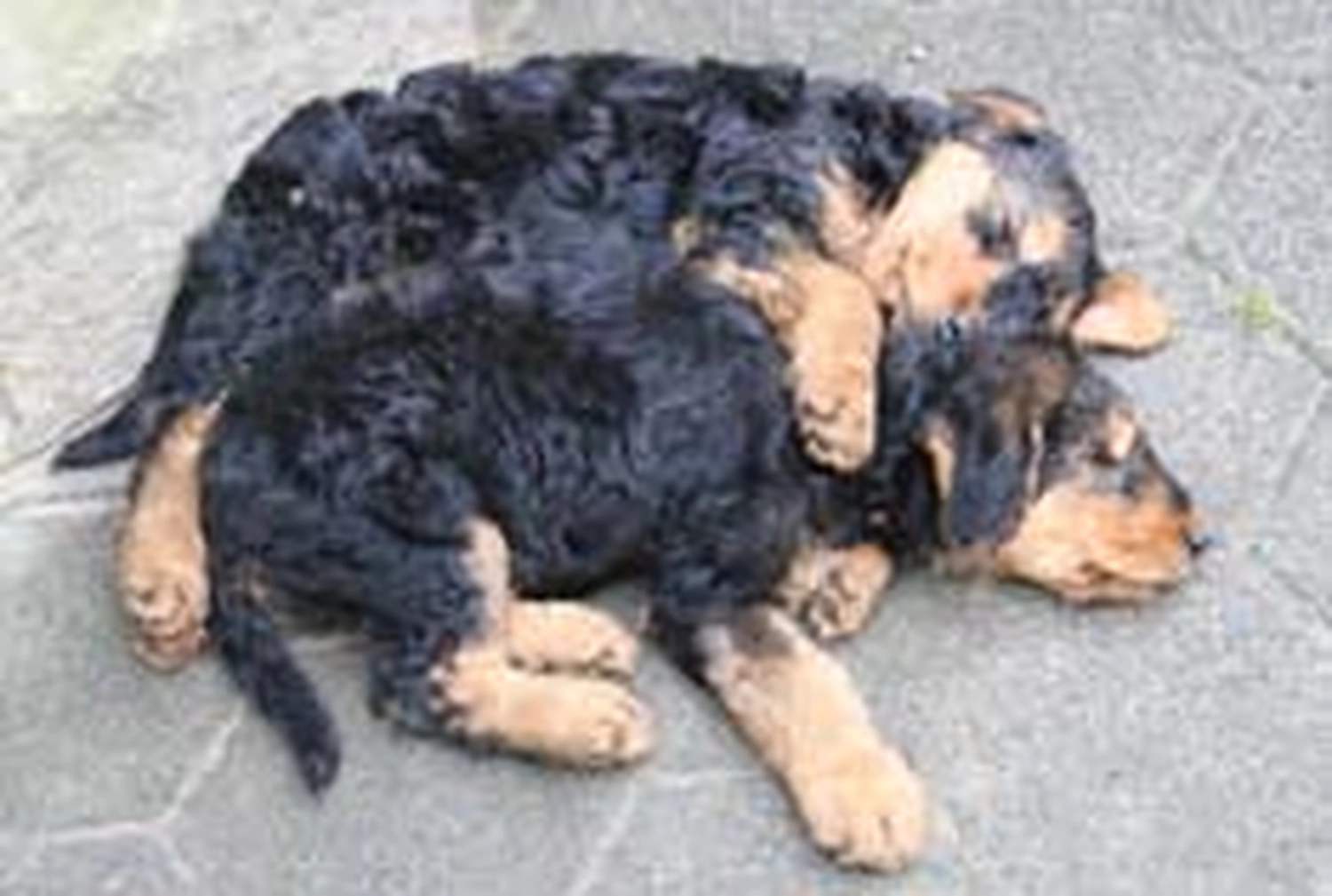 Züchter in VDH - Airedale Terrier vom Lorbas - C-Wurf 