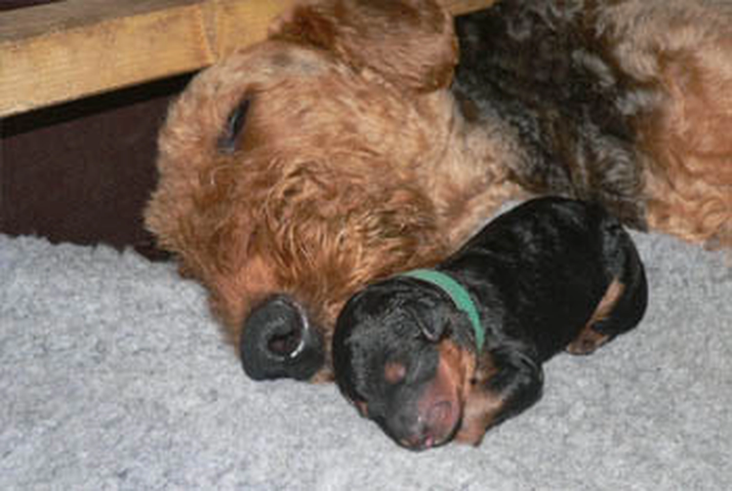 Züchter in VDH - Airedale Terrier vom Lorbas - D-Wurf 