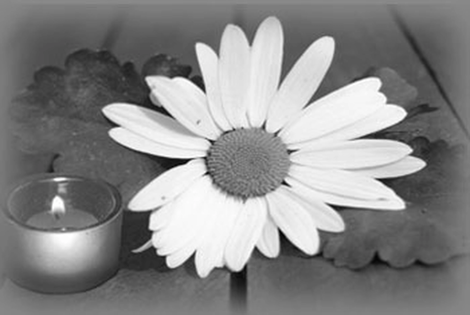 Züchter in VDH - Airedale Terrier vom Lorbas - -Wurf 