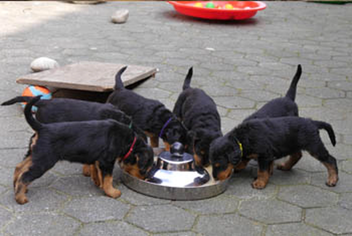 Züchter in VDH - Airedale Terrier vom Lorbas - E-Wurf  