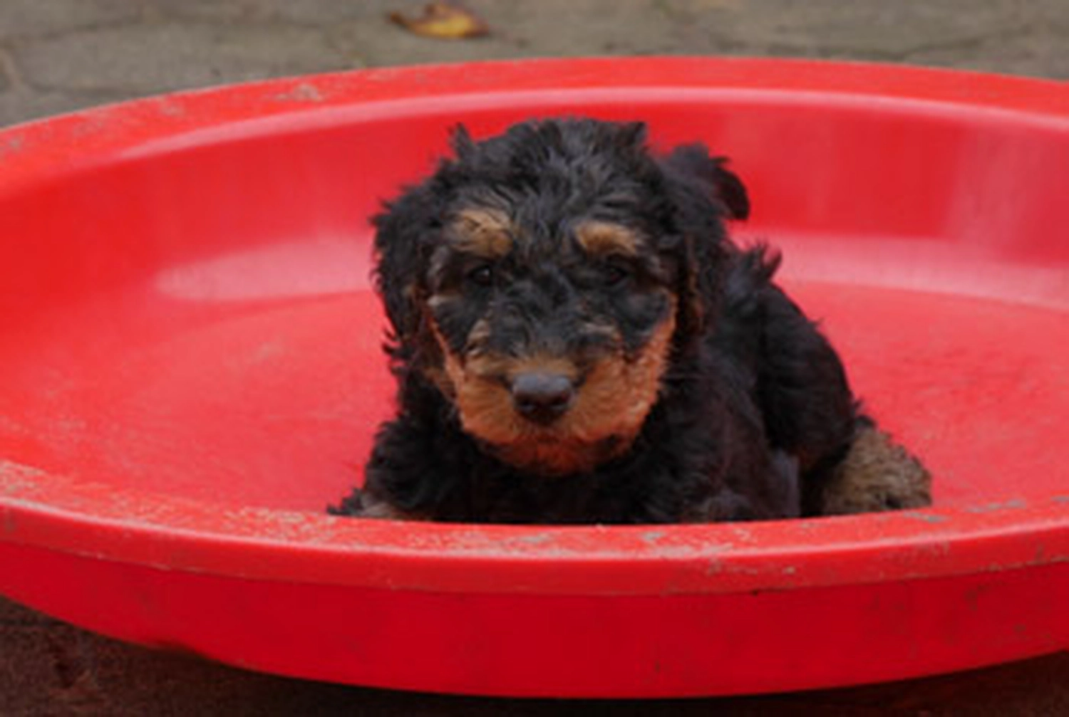 Züchter in VDH - Airedale Terrier vom Lorbas - F-Wurf 