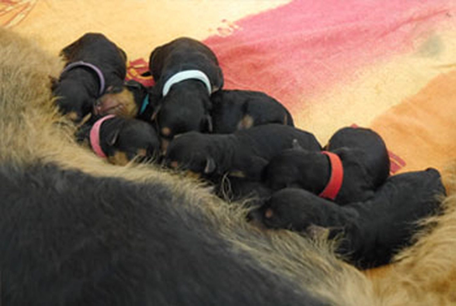 Züchter in VDH - Airedale Terrier vom Lorbas - G-Wurf   
