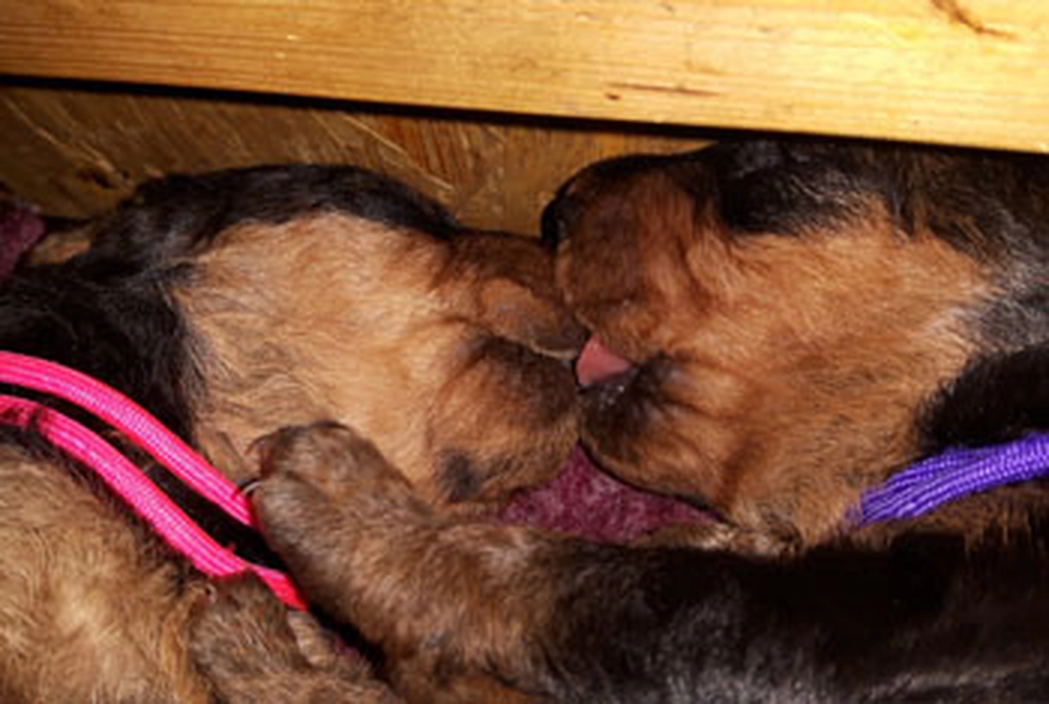 Züchter in VDH - Airedale Terrier vom Lorbas - H-Wurf 