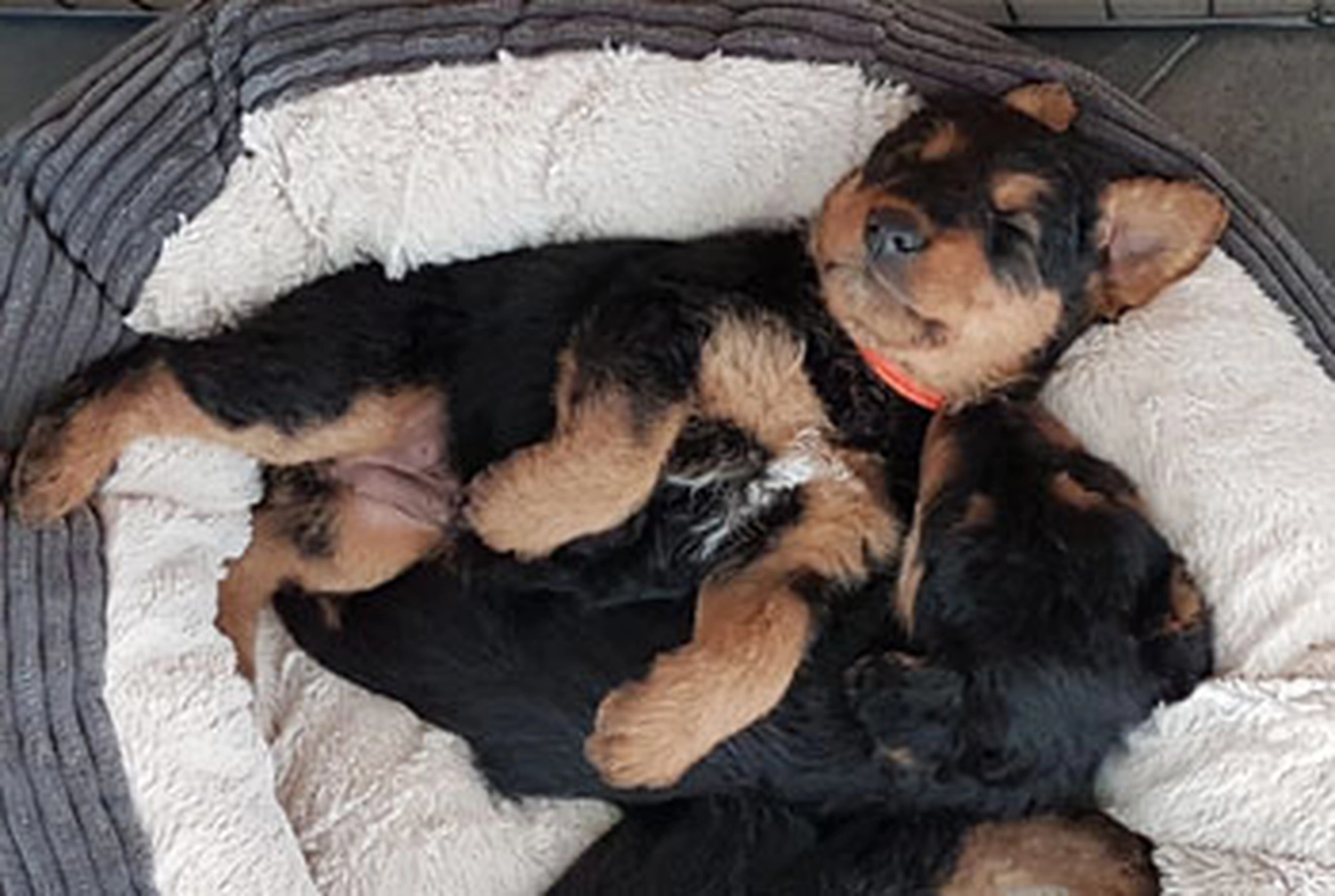 Züchter in VDH - Airedale Terrier vom Lorbas - i-Wurf  