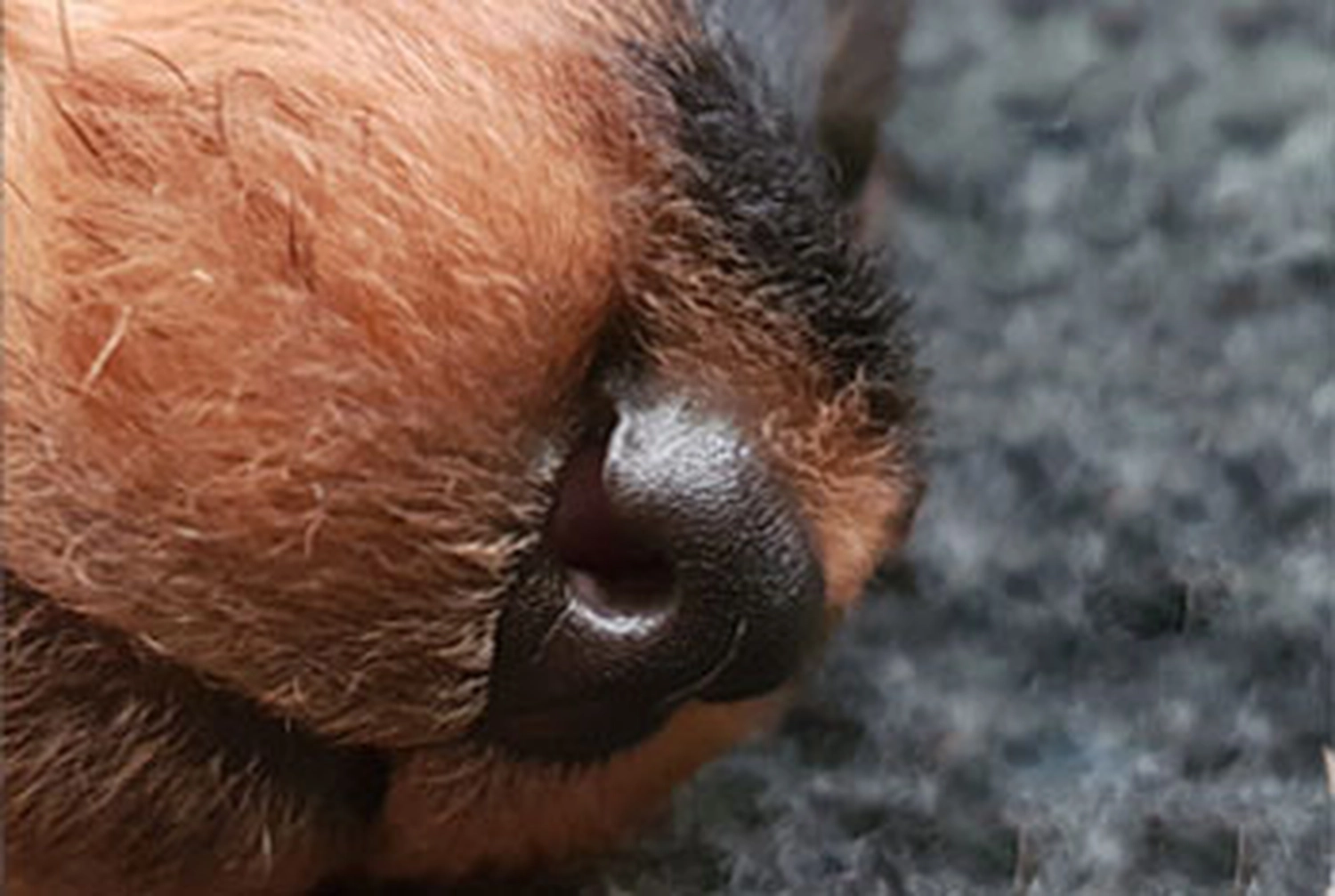 Züchter in VDH - Airedale Terrier vom Lorbas - j-Wurf  