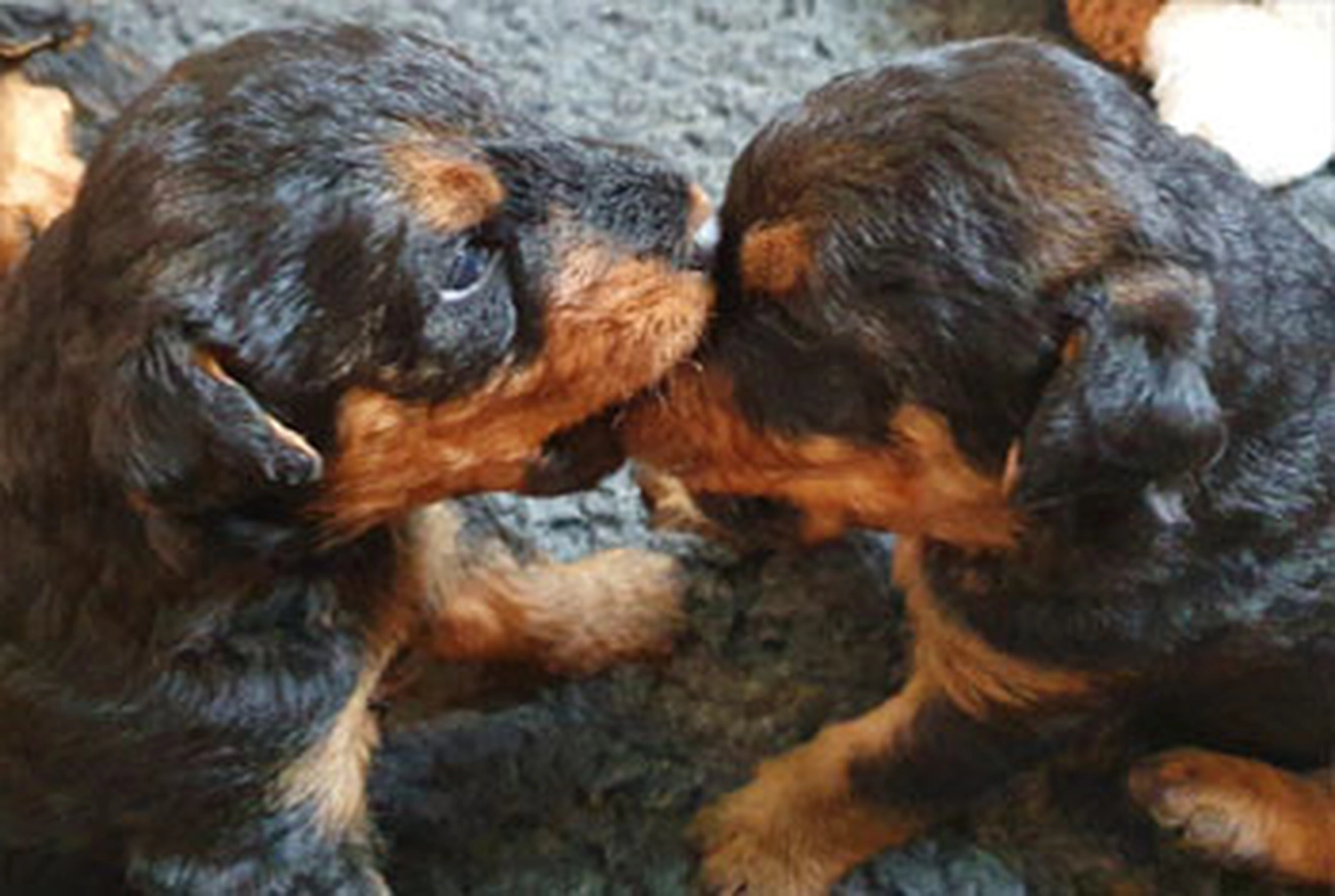 Züchter in VDH - Airedale Terrier vom Lorbas - k-Wurf  