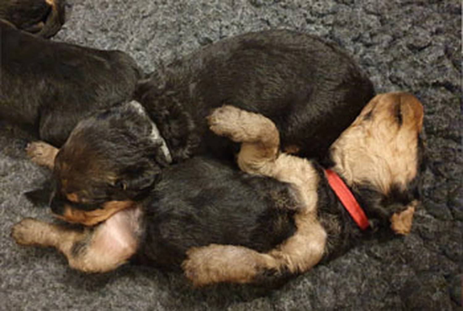 Züchter in VDH - Airedale Terrier vom Lorbas - L-Wurf  