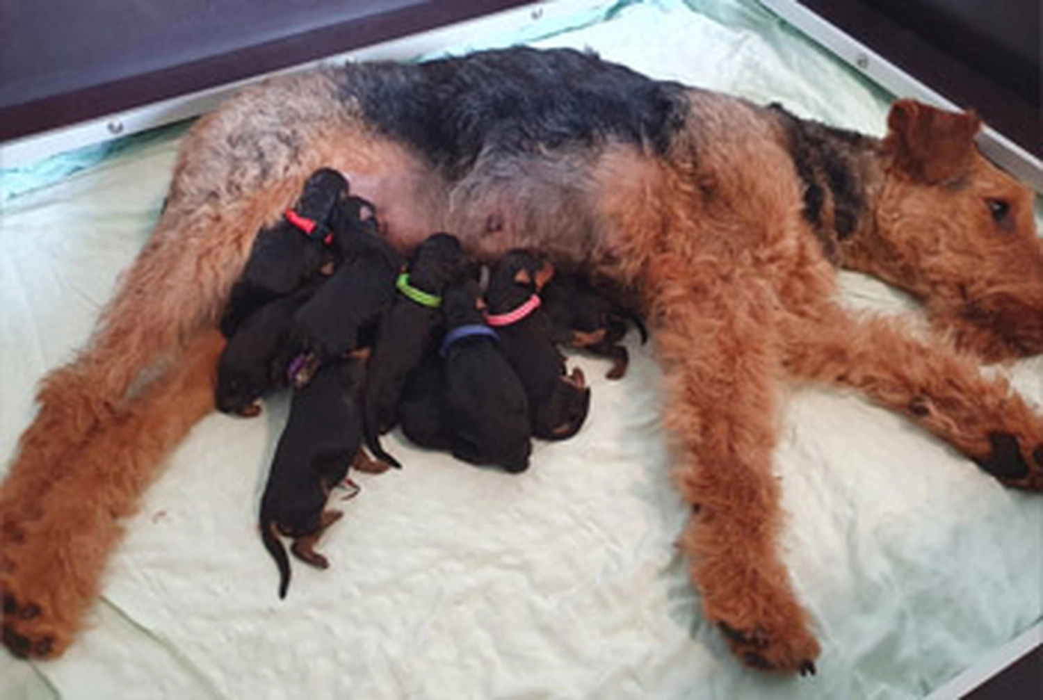 Züchter in VDH - Airedale Terrier vom Lorbas - welpen