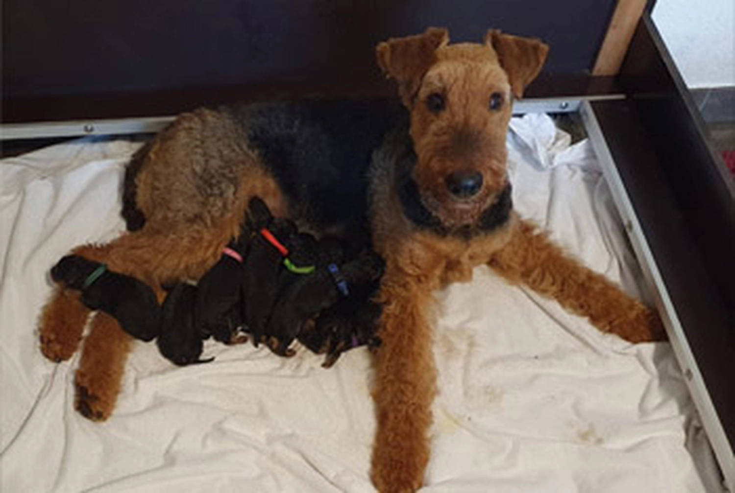 Züchter in VDH - Airedale Terrier vom Lorbas - welpen