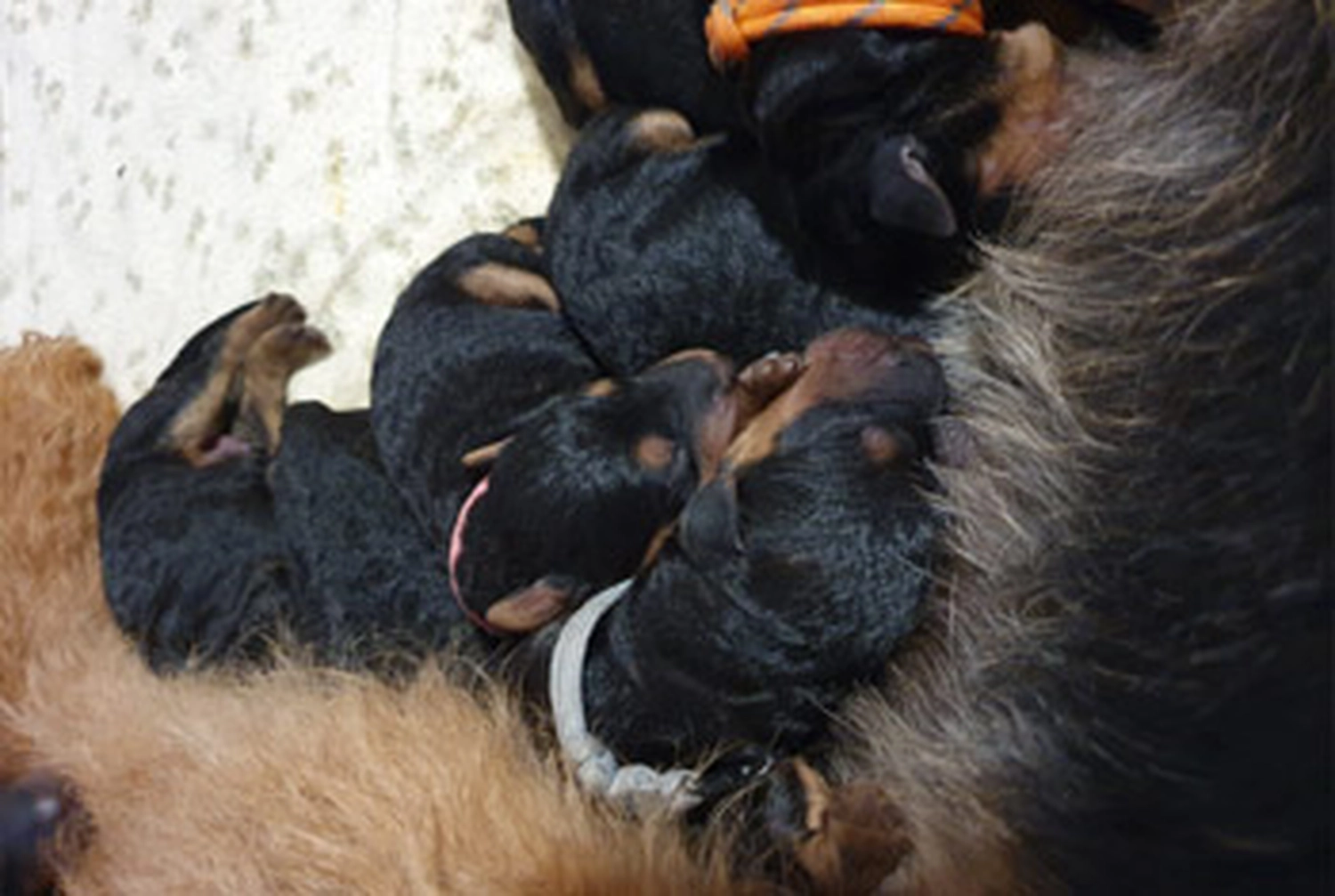 Züchter in VDH - Airedale Terrier vom Lorbas - welpen