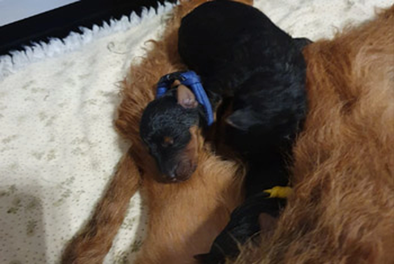 Züchter in VDH - Airedale Terrier vom Lorbas - welpen