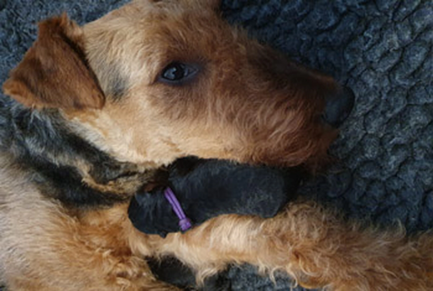 Züchter in VDH - Airedale Terrier vom Lorbas - welpen