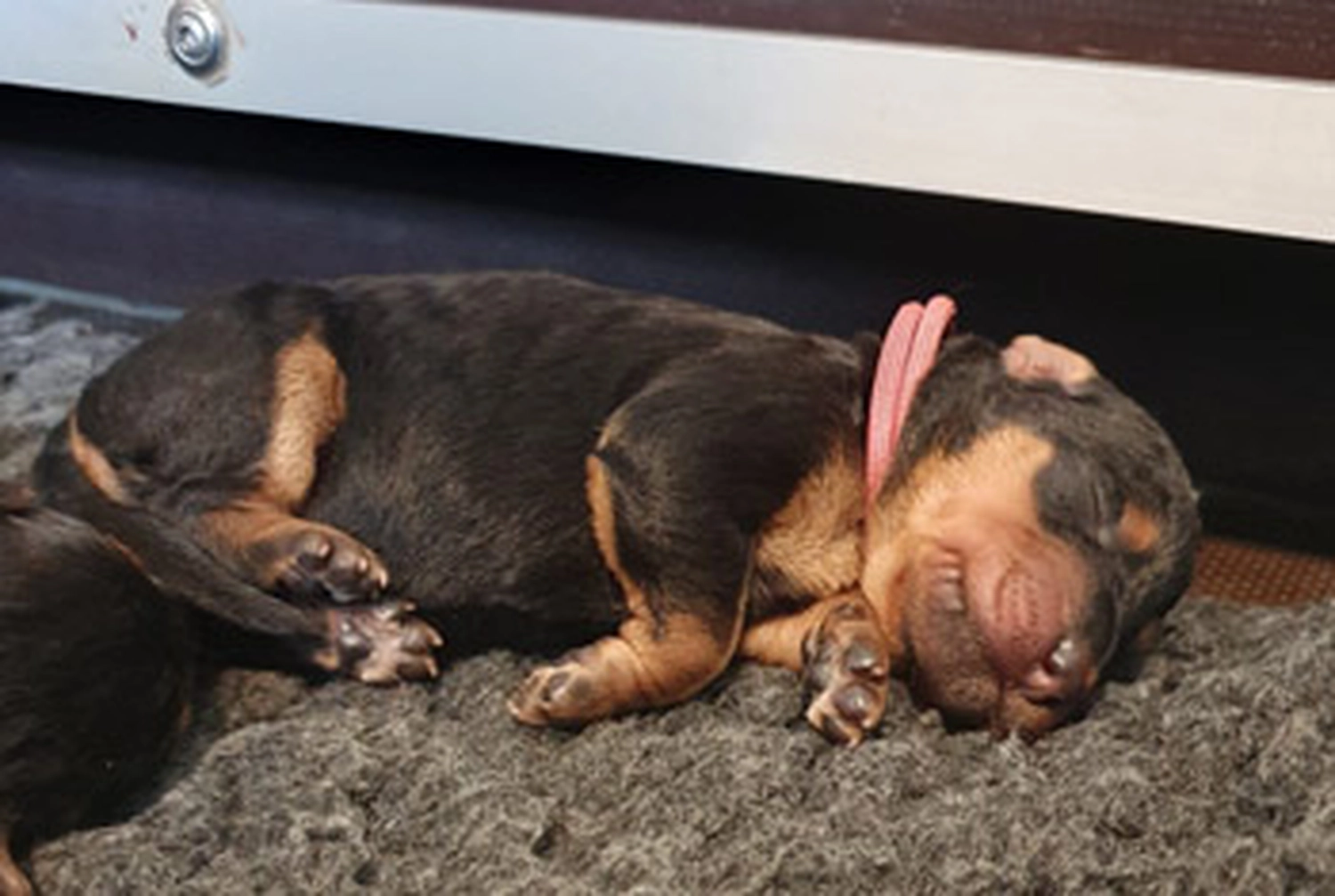 Züchter in VDH - Airedale Terrier vom Lorbas - welpen