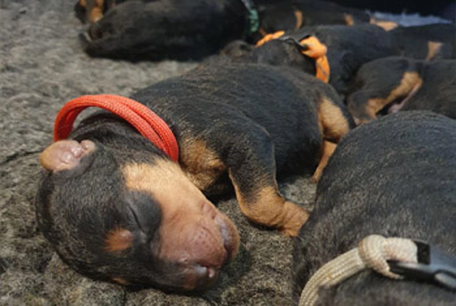Züchter in VDH - Airedale Terrier vom Lorbas - welpen