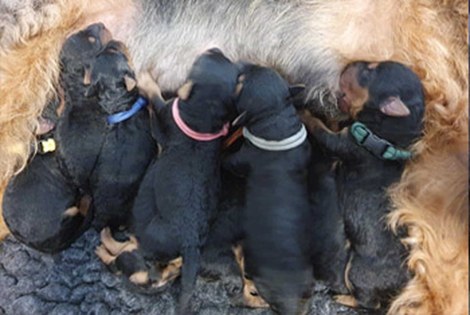 Züchter in VDH - Airedale Terrier vom Lorbas - welpen