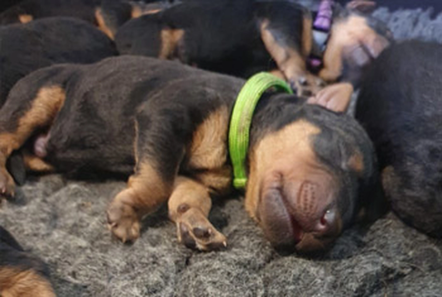 Züchter in VDH - Airedale Terrier vom Lorbas - welpen