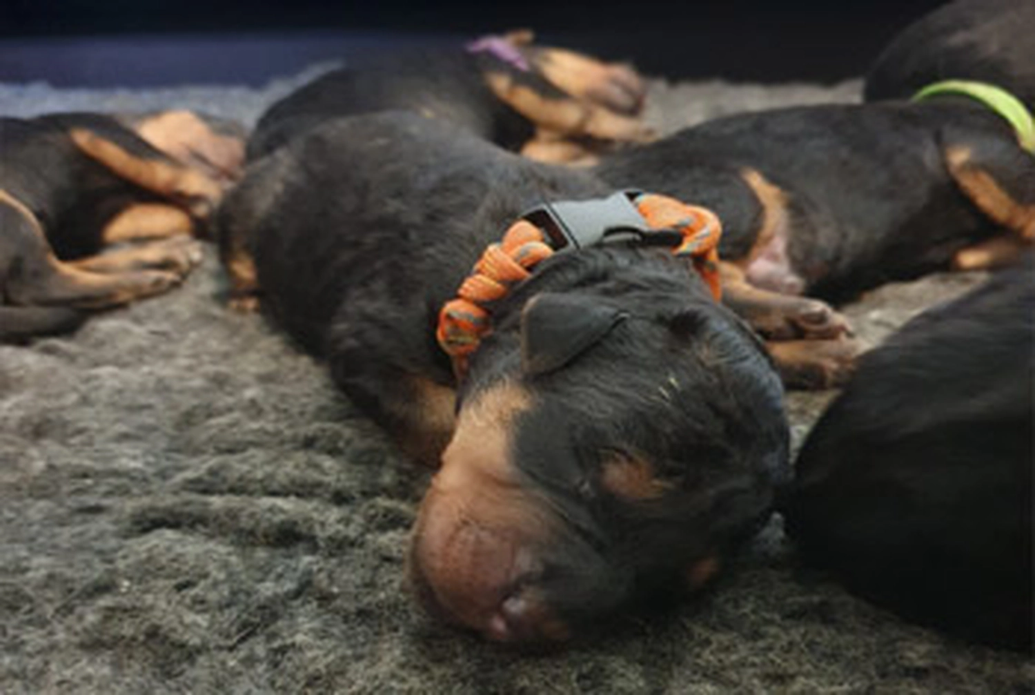 Züchter in VDH - Airedale Terrier vom Lorbas - welpen