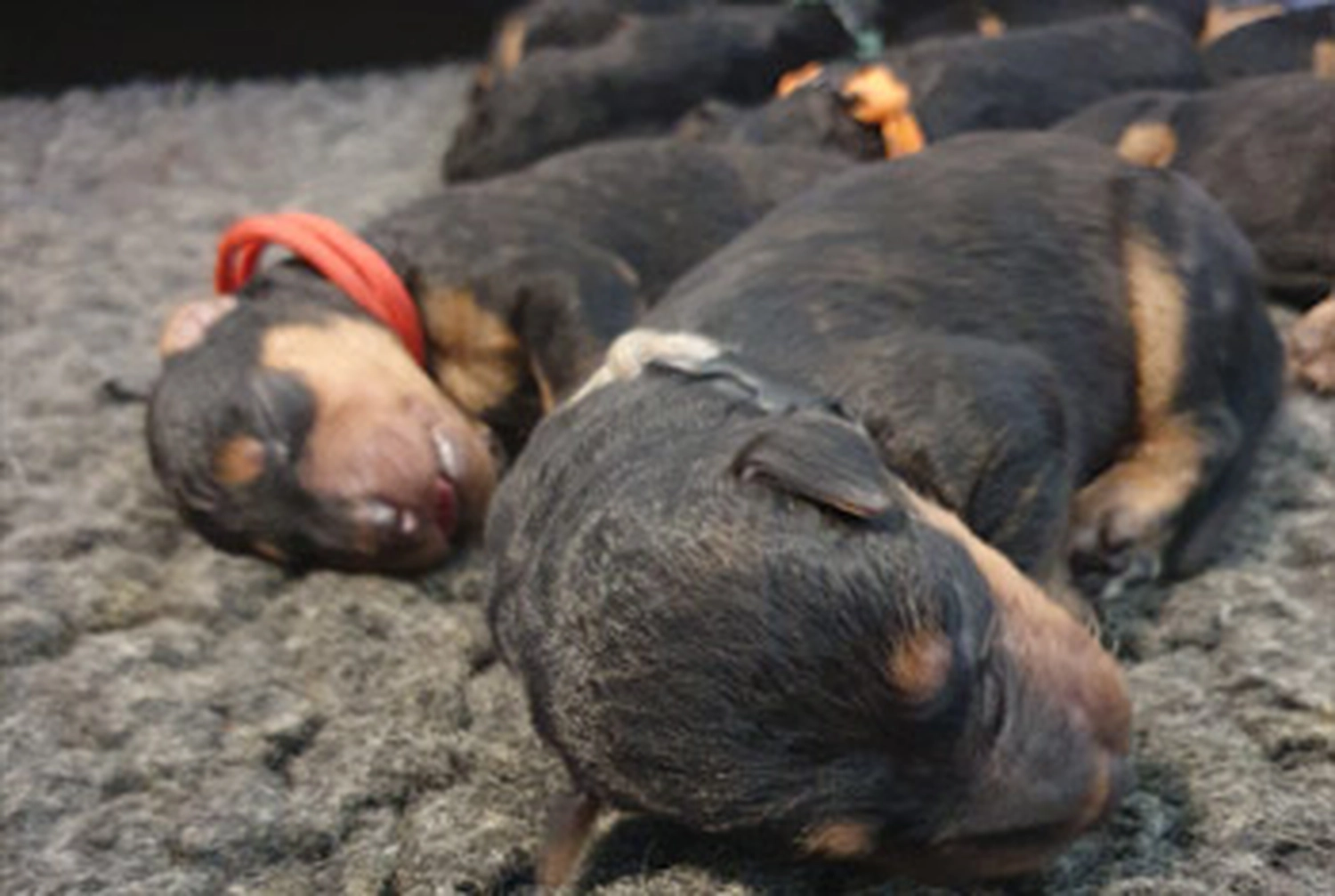 Züchter in VDH - Airedale Terrier vom Lorbas - welpen