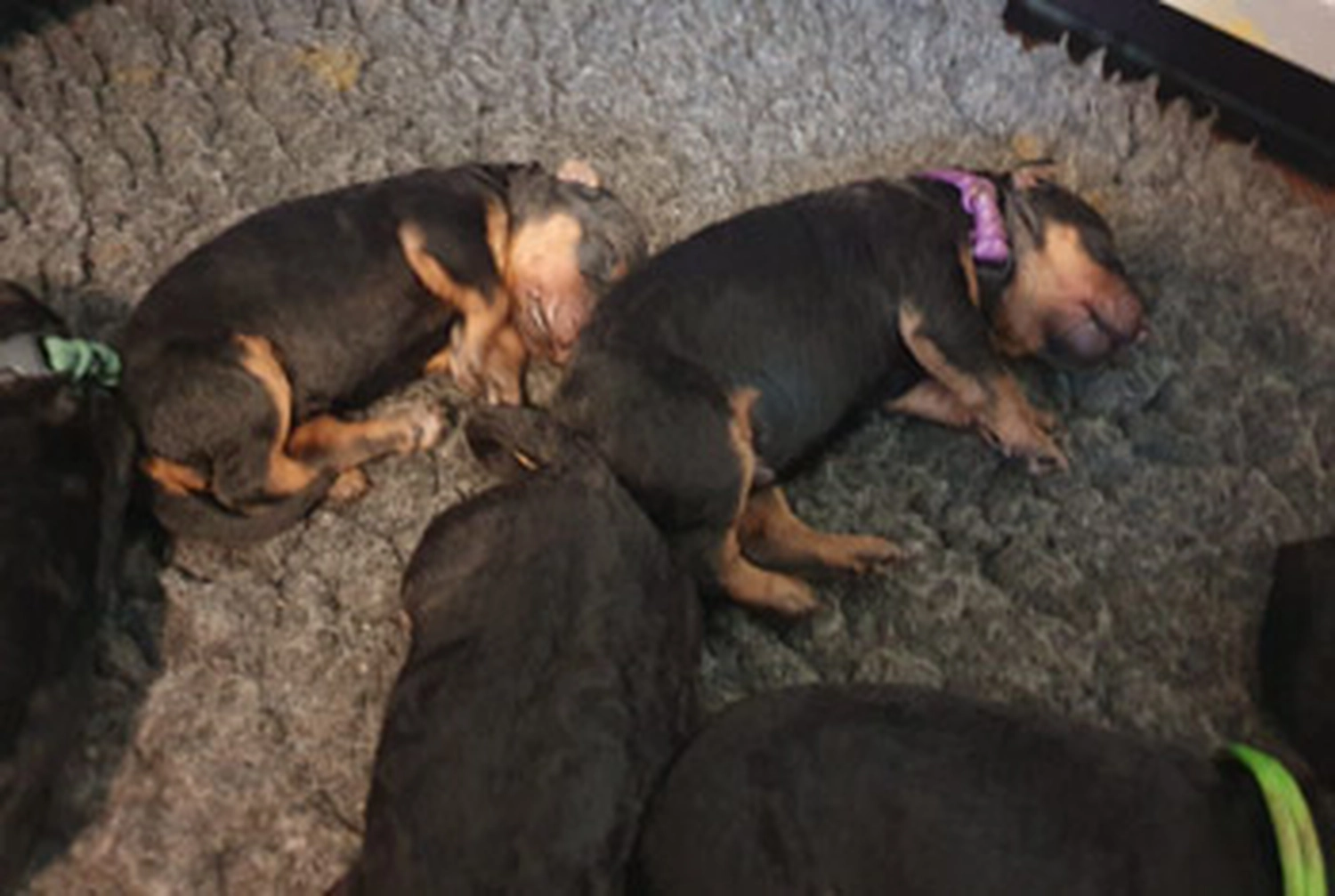 Züchter in VDH - Airedale Terrier vom Lorbas - welpen