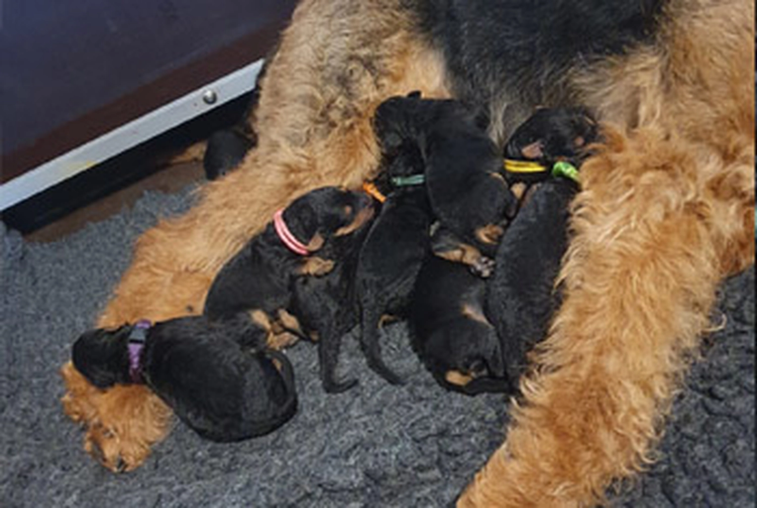 Züchter in VDH - Airedale Terrier vom Lorbas - welpen
