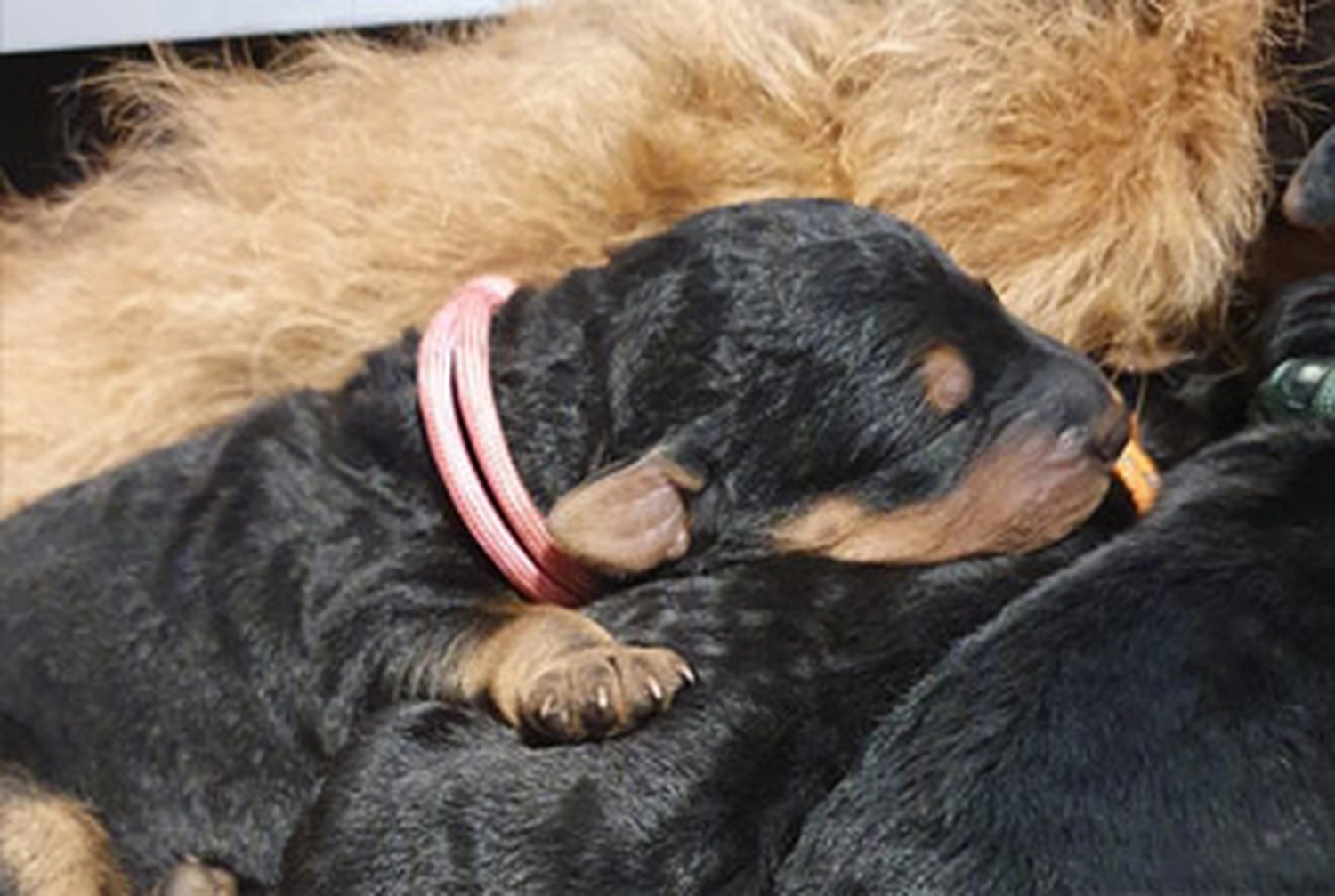 Züchter in VDH - Airedale Terrier vom Lorbas - welpen